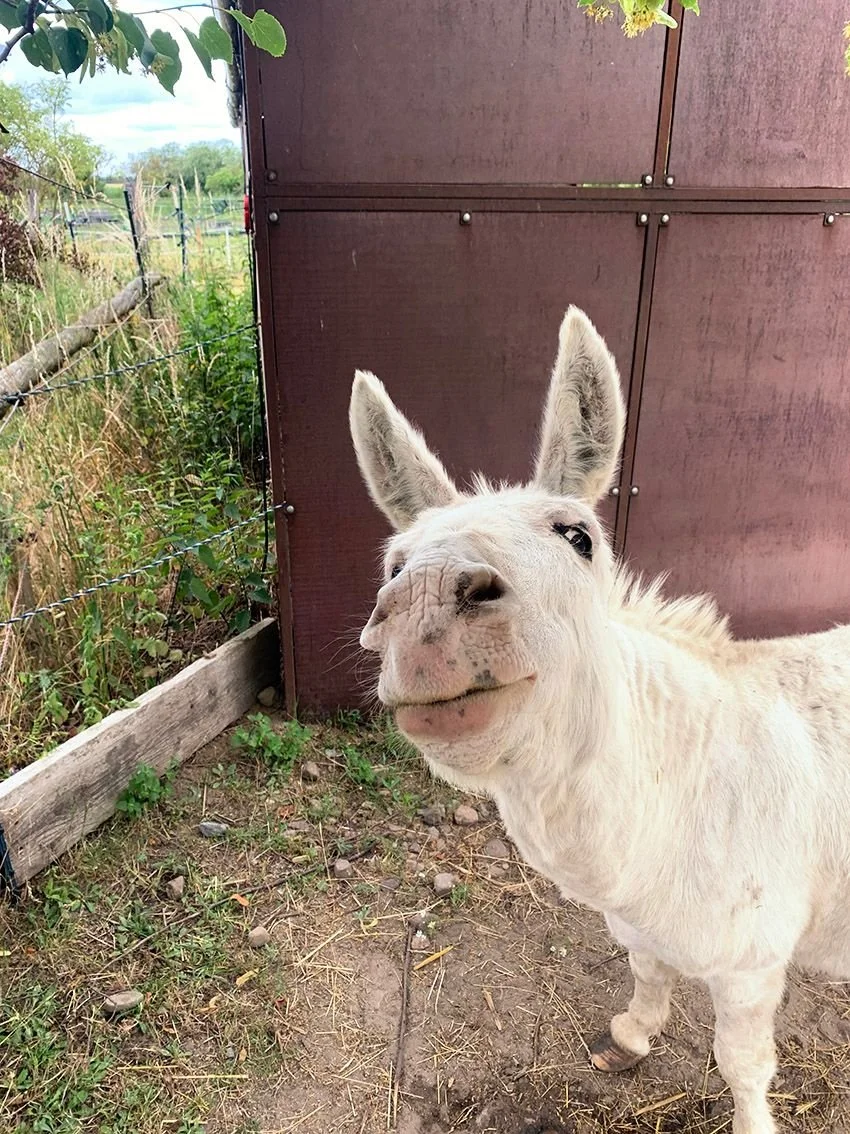 Ein lächelndes Lama vor einer roten Holzwand auf einer ländlichen Farm.
