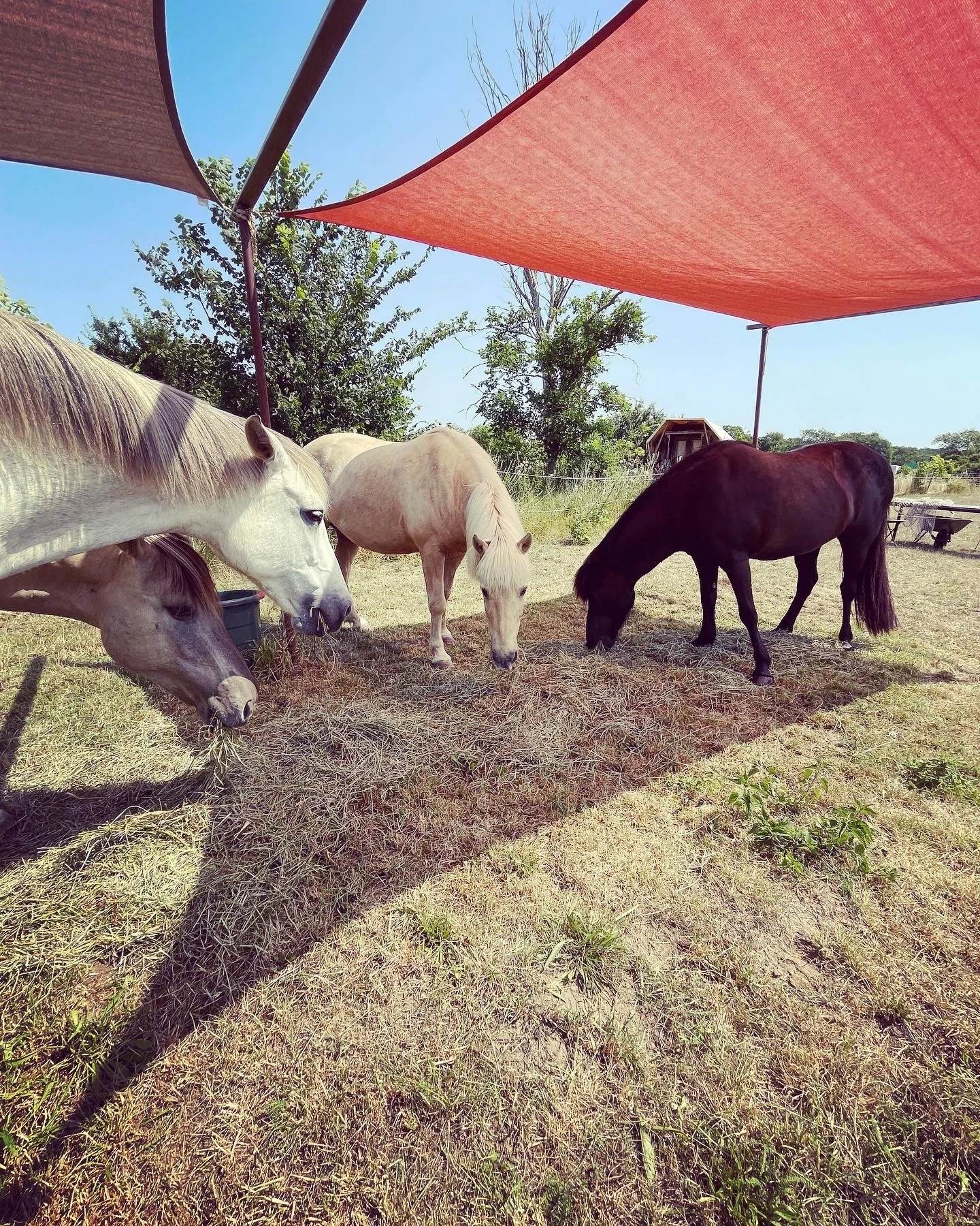 Pferdehalterstammtisch
