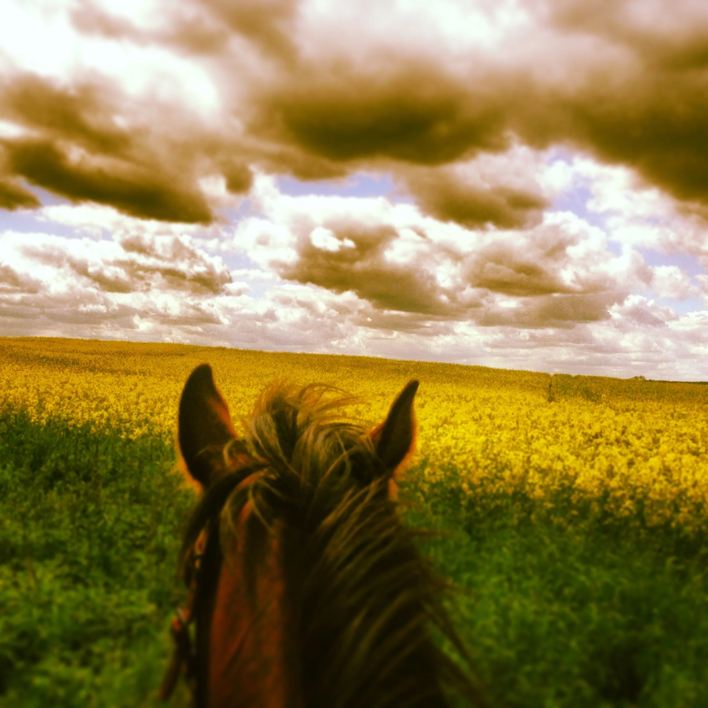Blick von einem Pferd auf eine gelbe Blumenwiese unter einem wolkigen Himmel.