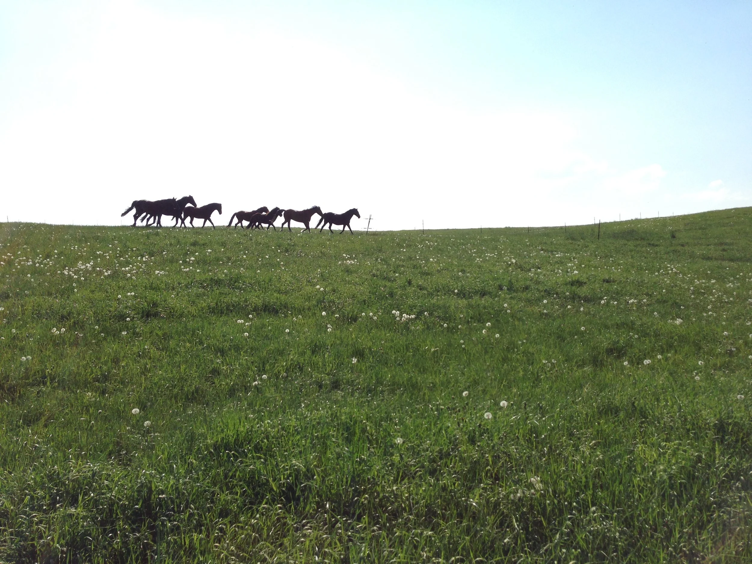 Eine grüne Wiese mit weißen Löwenzahn-Pusteln und sechs Pferden, die auf einem Hügel gegen den Himmel laufen.