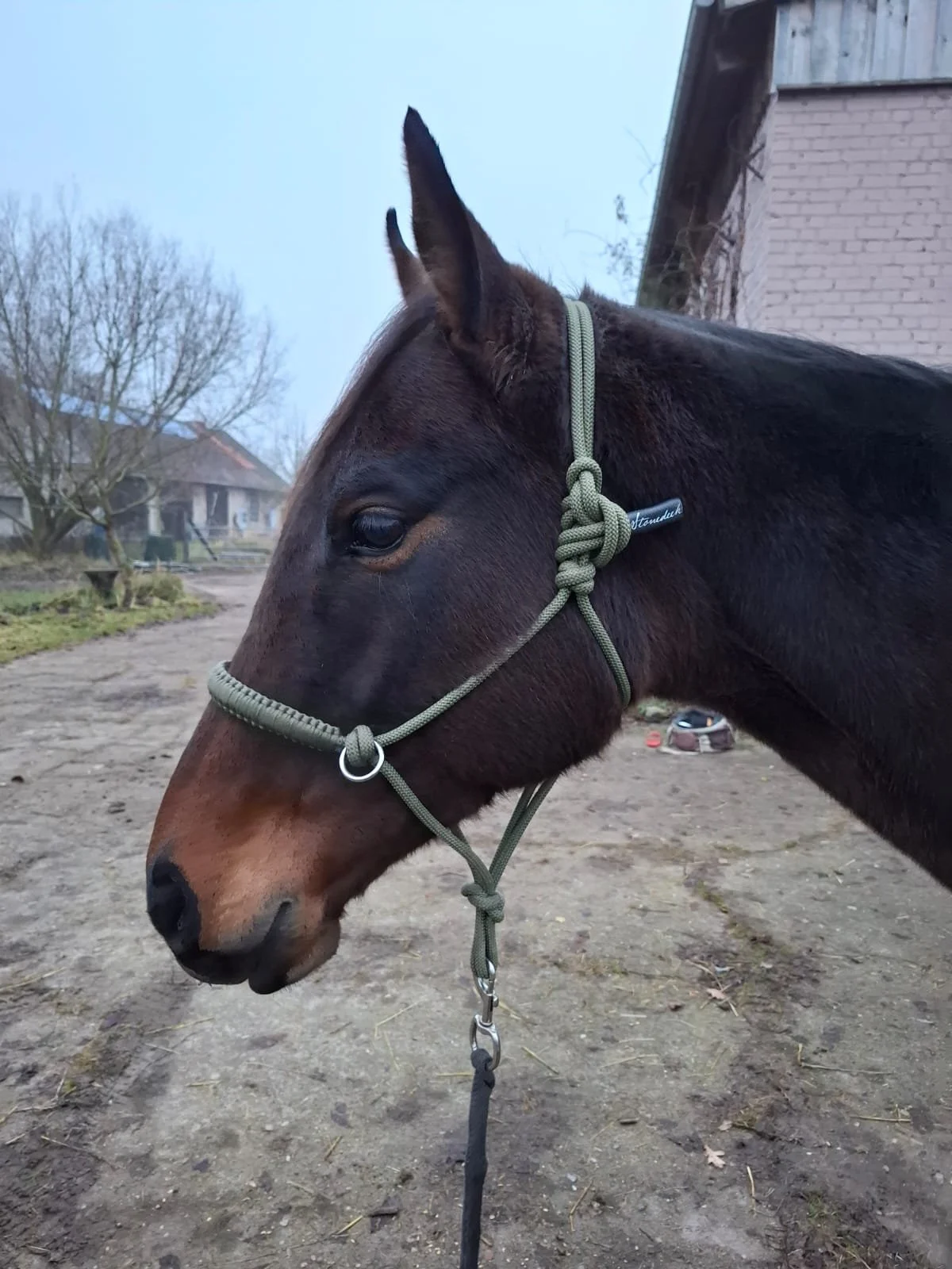 Ein brauner Pferdekopf mit einem grünen Halfter auf einemEinwegweg außerhalb eines Hauses.
