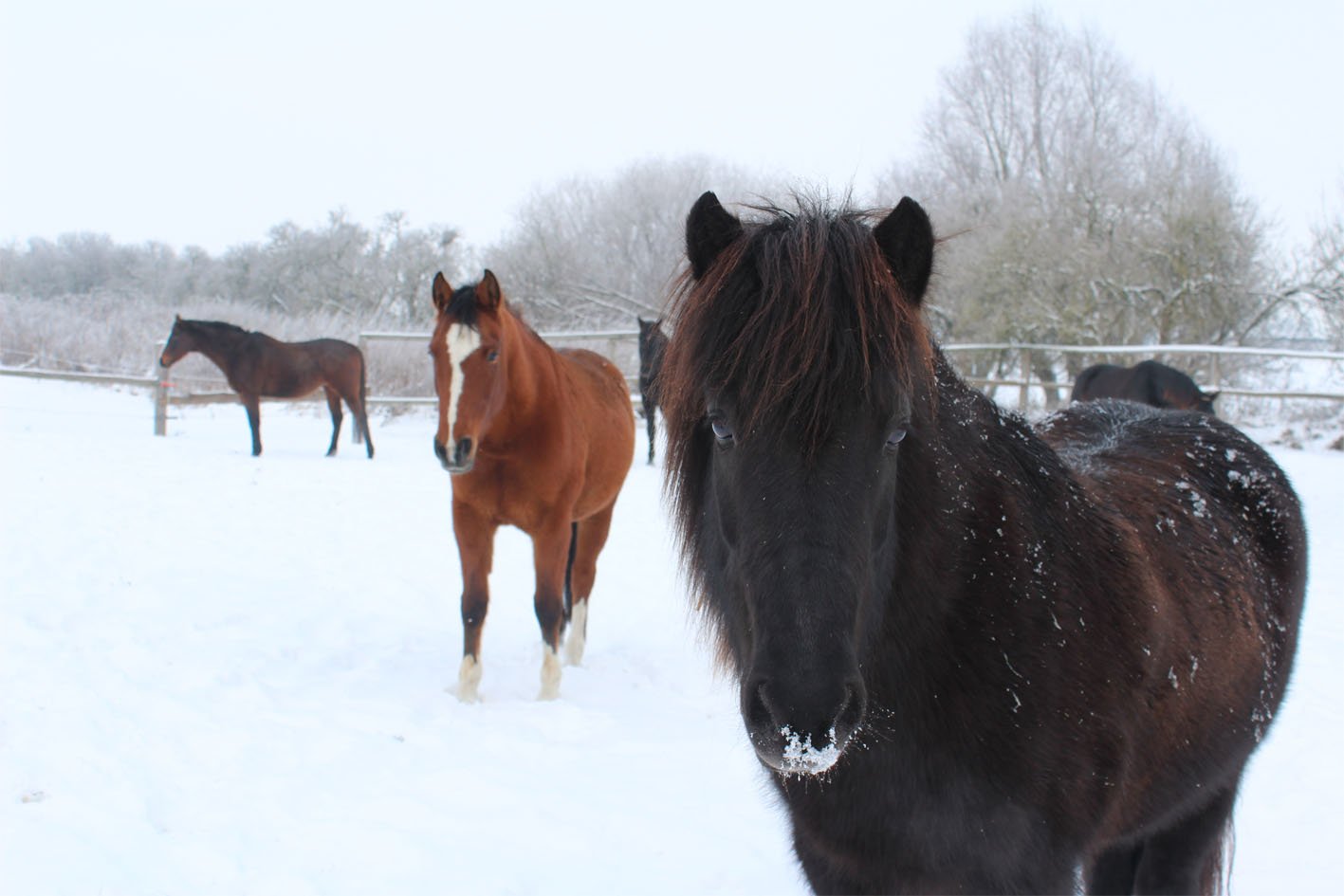 Vier Pferde in verschneitem Stall, der nächste Blick ist auf ein schwarzes Pony, im Hintergrund sind Bäume und ein Zaun im Schnee.