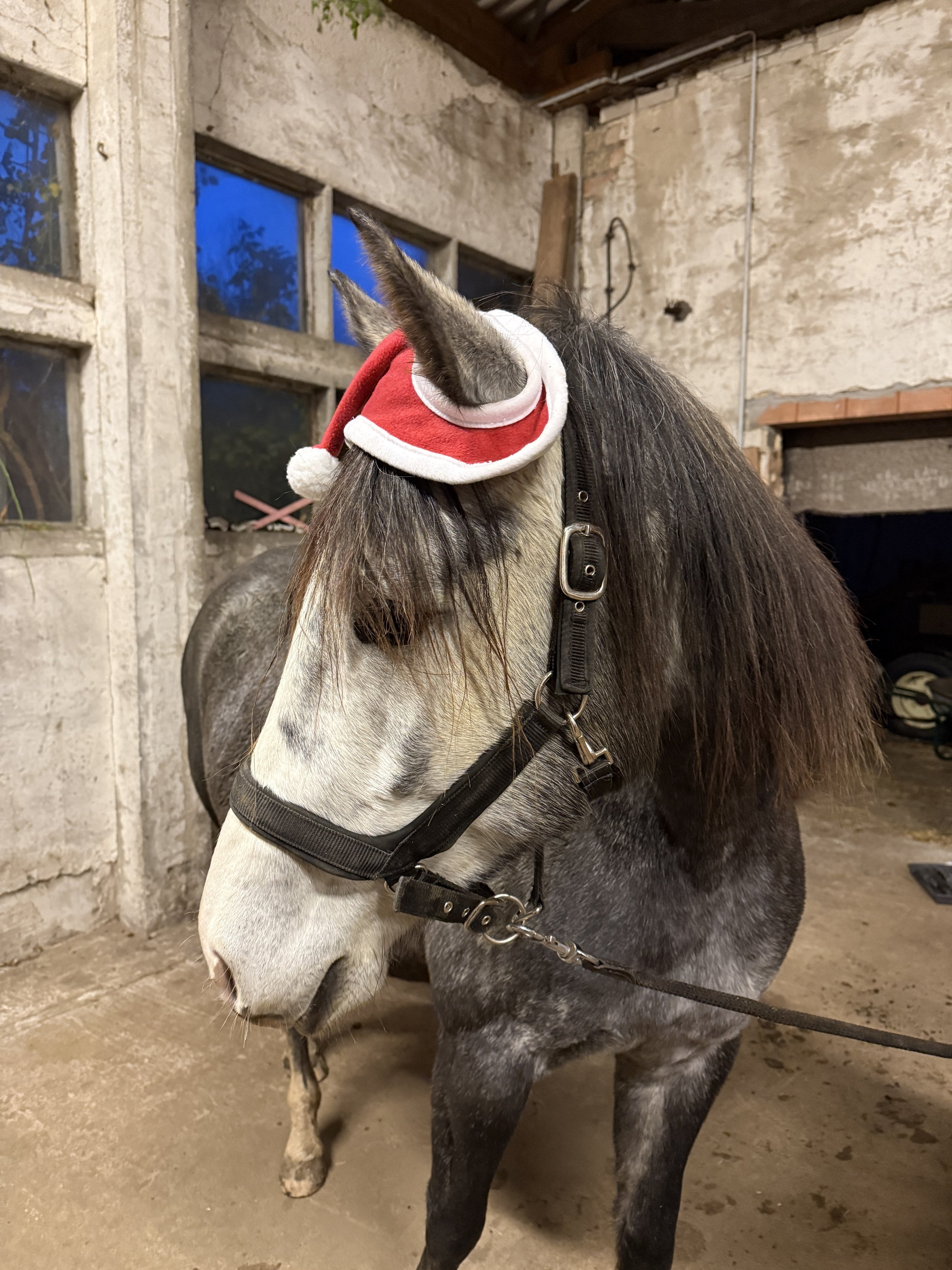 Ein Pferd trägt eine kleine rote Weihnachtsmütze mit weißem Rand und Pompon, in einem Stall mit alten Wänden und einer großen Fensteröffnung im Hintergrund.