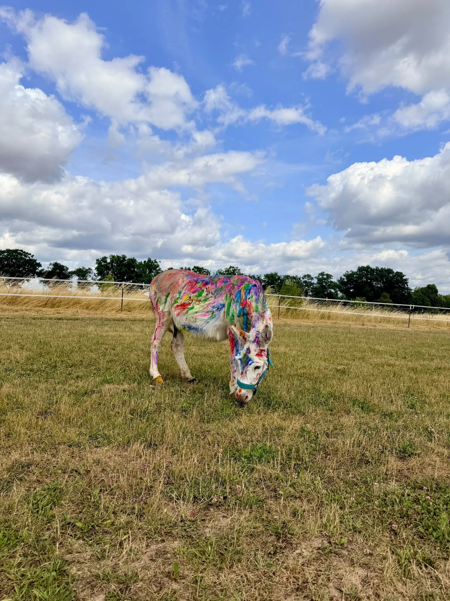 Equinauten_Sommerfest_2026_090.jpeg