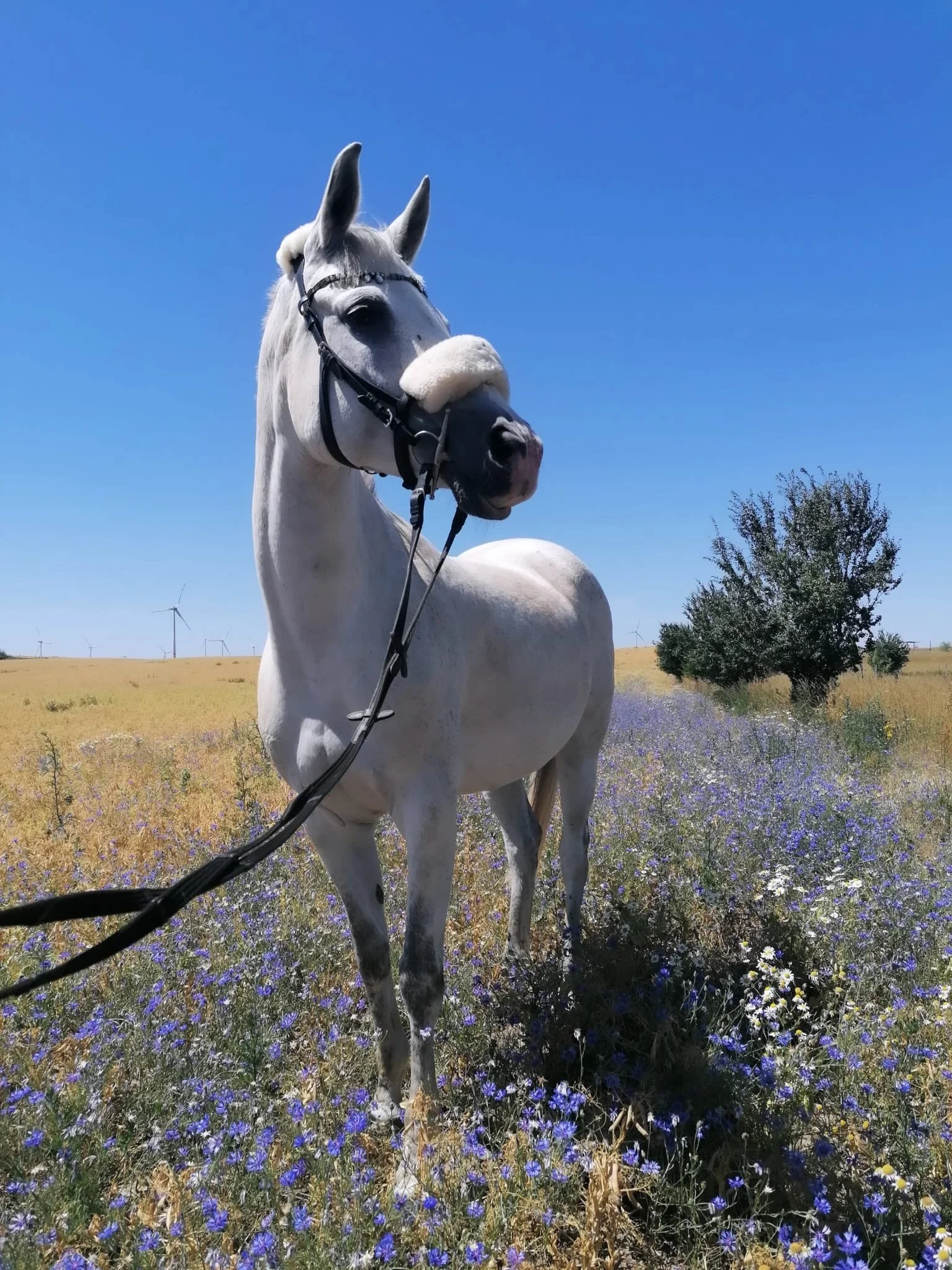 ein weißes Pferd im Kornblumenfeld