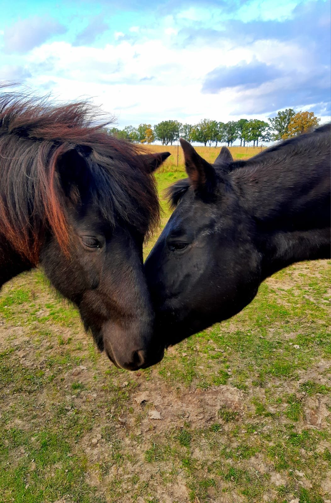 Zwei schwarze Pferde berühren sich an der Nase auf einer grünen Wiese, im Hintergrund Bäume und ein bewölkter Himmel.