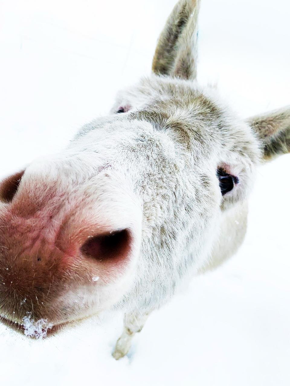 Nahaufnahme eines weißen Schweins mit rosa Schnauze, das direkt in die Kamera schaut, im Schnee.