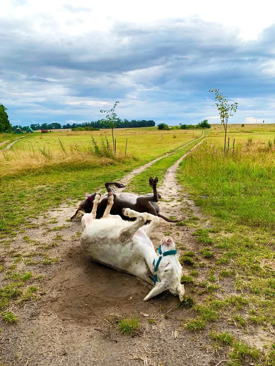 Ein Hund liegt auf dem Rücken auf einem Weg in einer ländlichen Gegend und kuschelt mit drei ausgestreckten Beinen eines schwarzen Hundes, der neben ihm liegt. Die Landschaft ist grün mit Wiesen, kleinen Bäumen und einer bewölkten Himmelsszene.