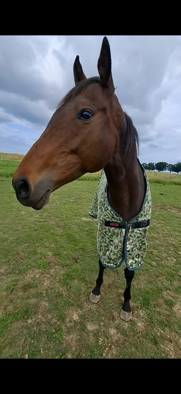 Nahaufnahme eines braunen Pferdes mit einem grünen Camouflage-Futterschutz in einer offenen Weide bei bewölktem Himmel.
