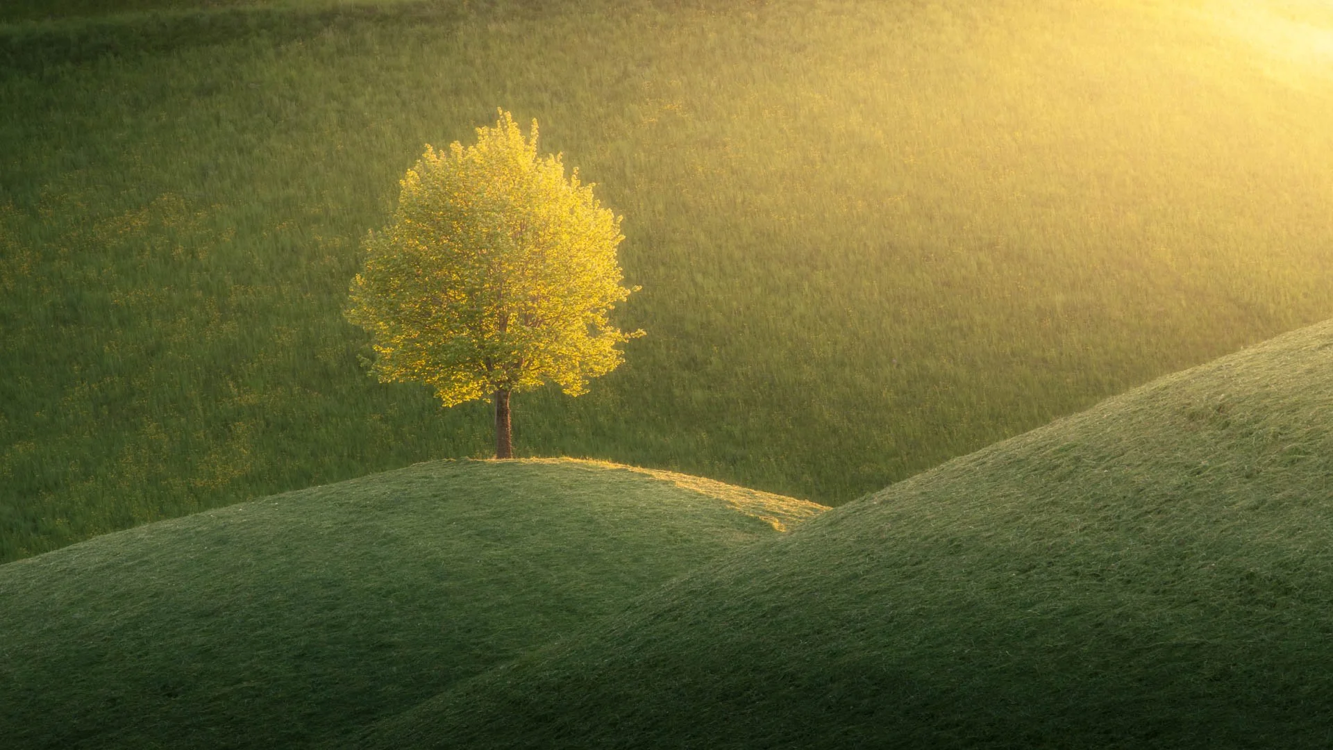 Whispers Of Light