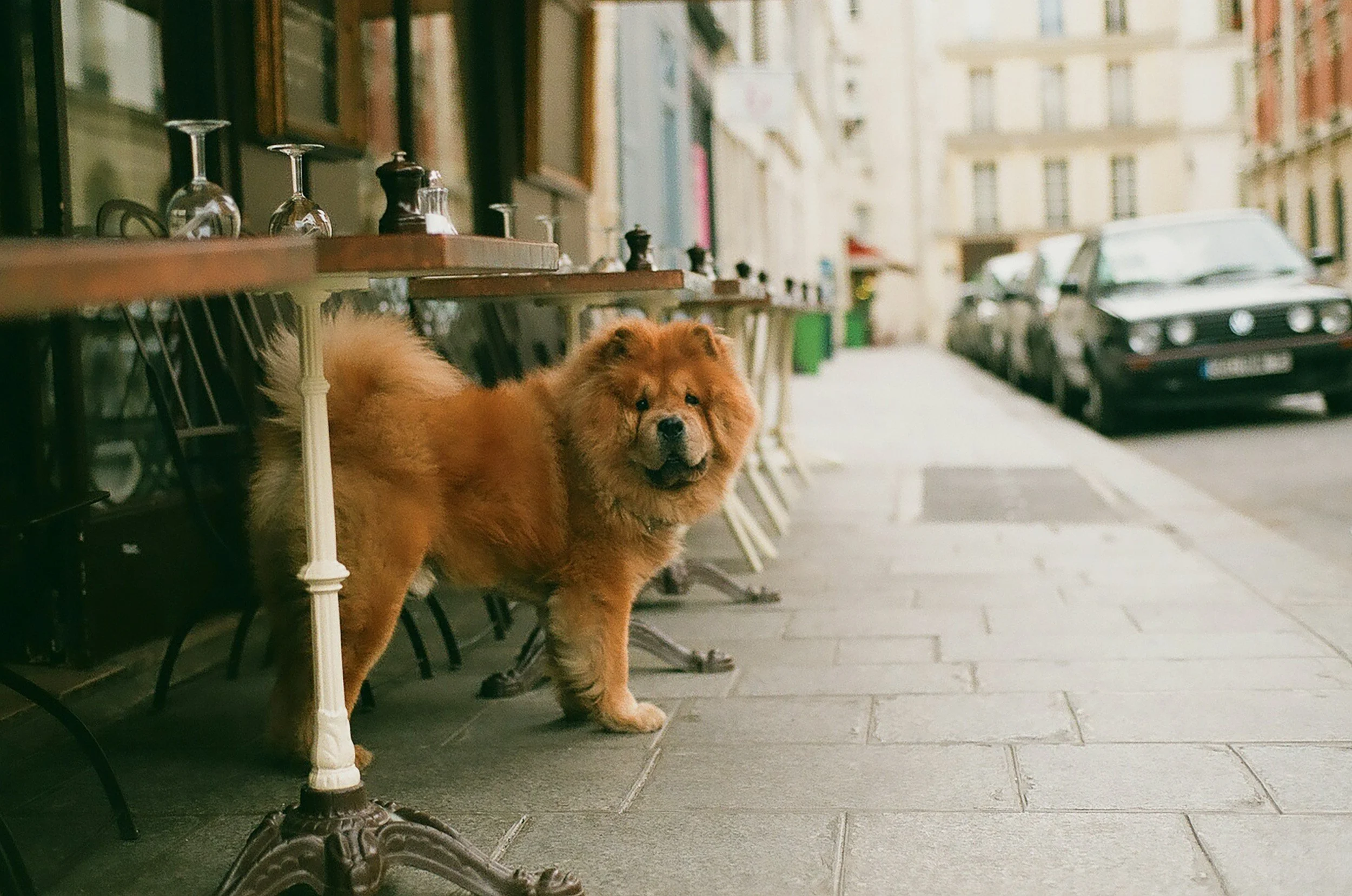 A fluffy Chow Chow dog with a lion-like mane standing on a city sidewalk outside a cafe, next to empty tables and chairs, with parked cars and buildings in the background.