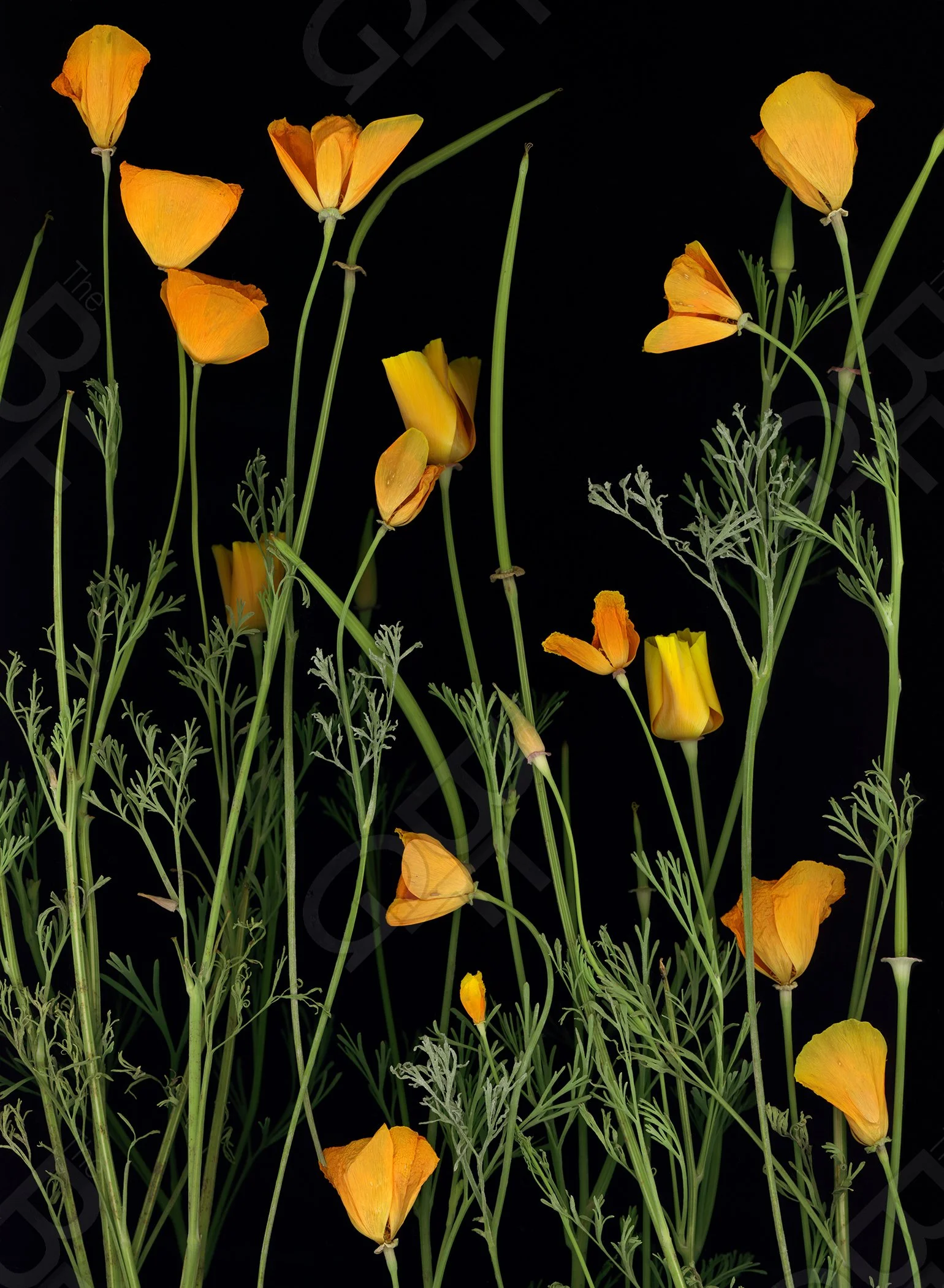 California_Poppy_11 wm.jpg