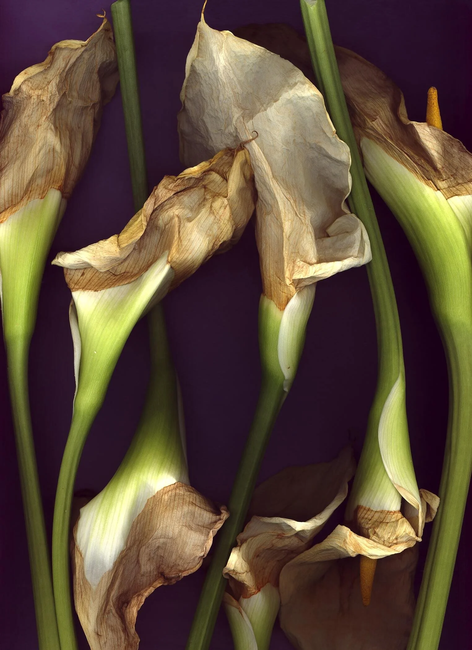 BruceFaymanGallery_Cala Lily 1-min.jpg