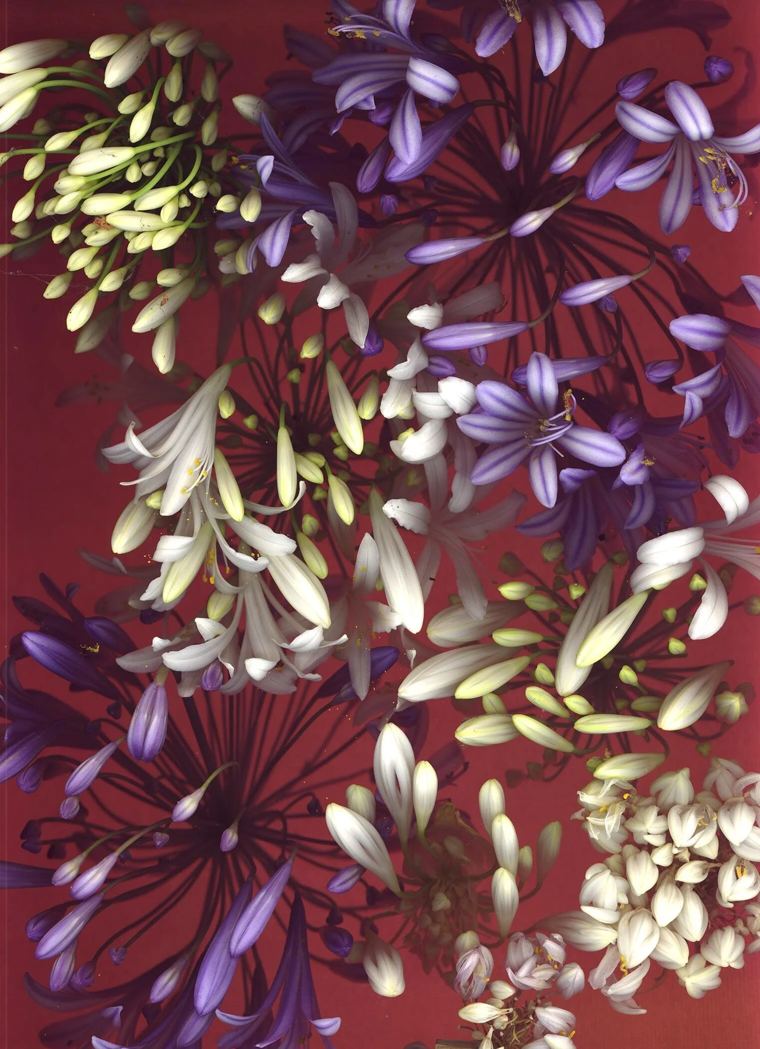 BruceFaymanGallery_Agapantha_5-min.jpg
