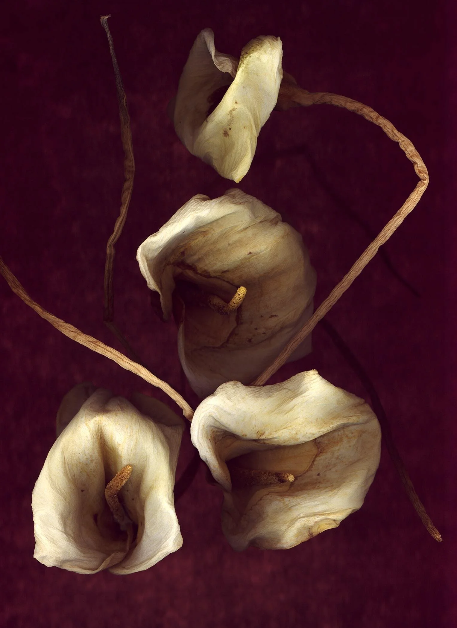BruceFaymanGallery_Cala Lily 2-min.jpg