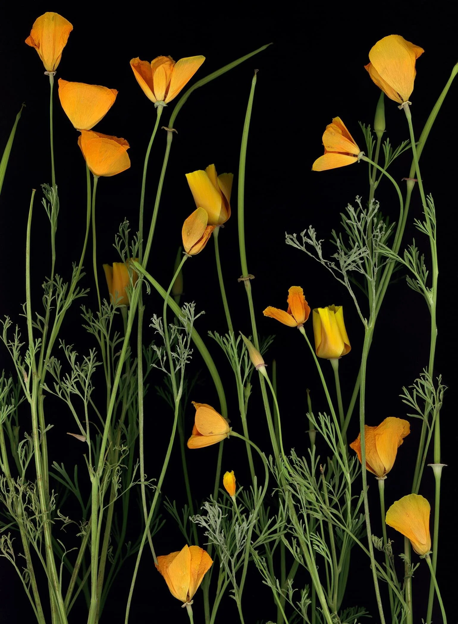 BruceFaymanGallery_California_Poppy_11-min.jpg
