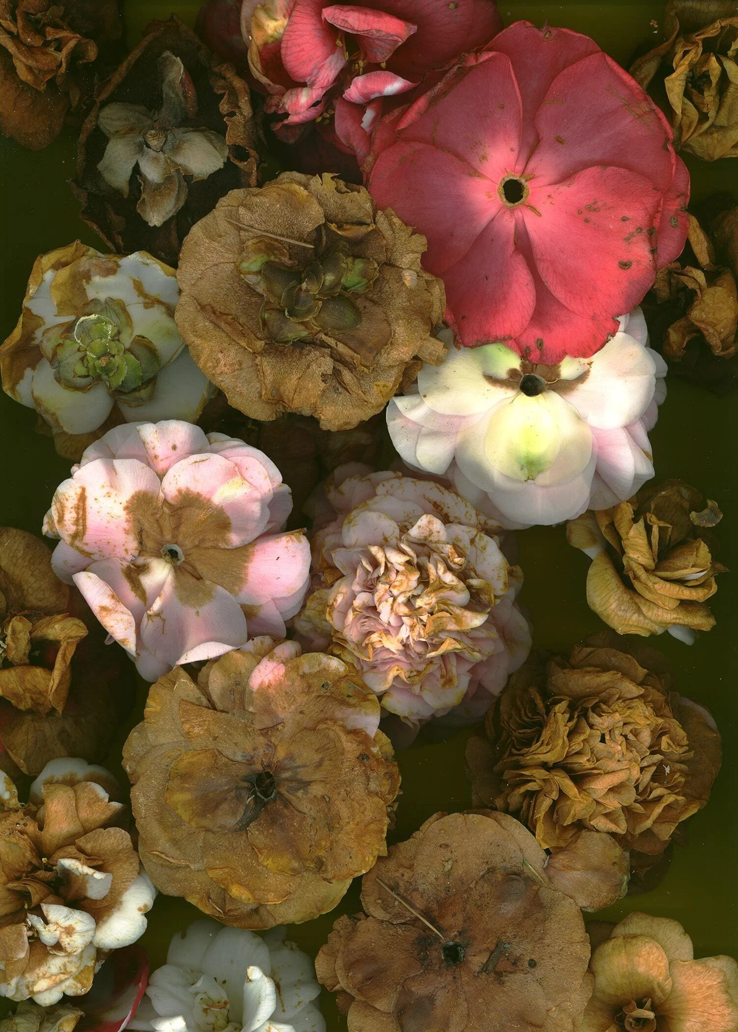 BruceFaymanGallery_Camelia2 copy-min.jpg