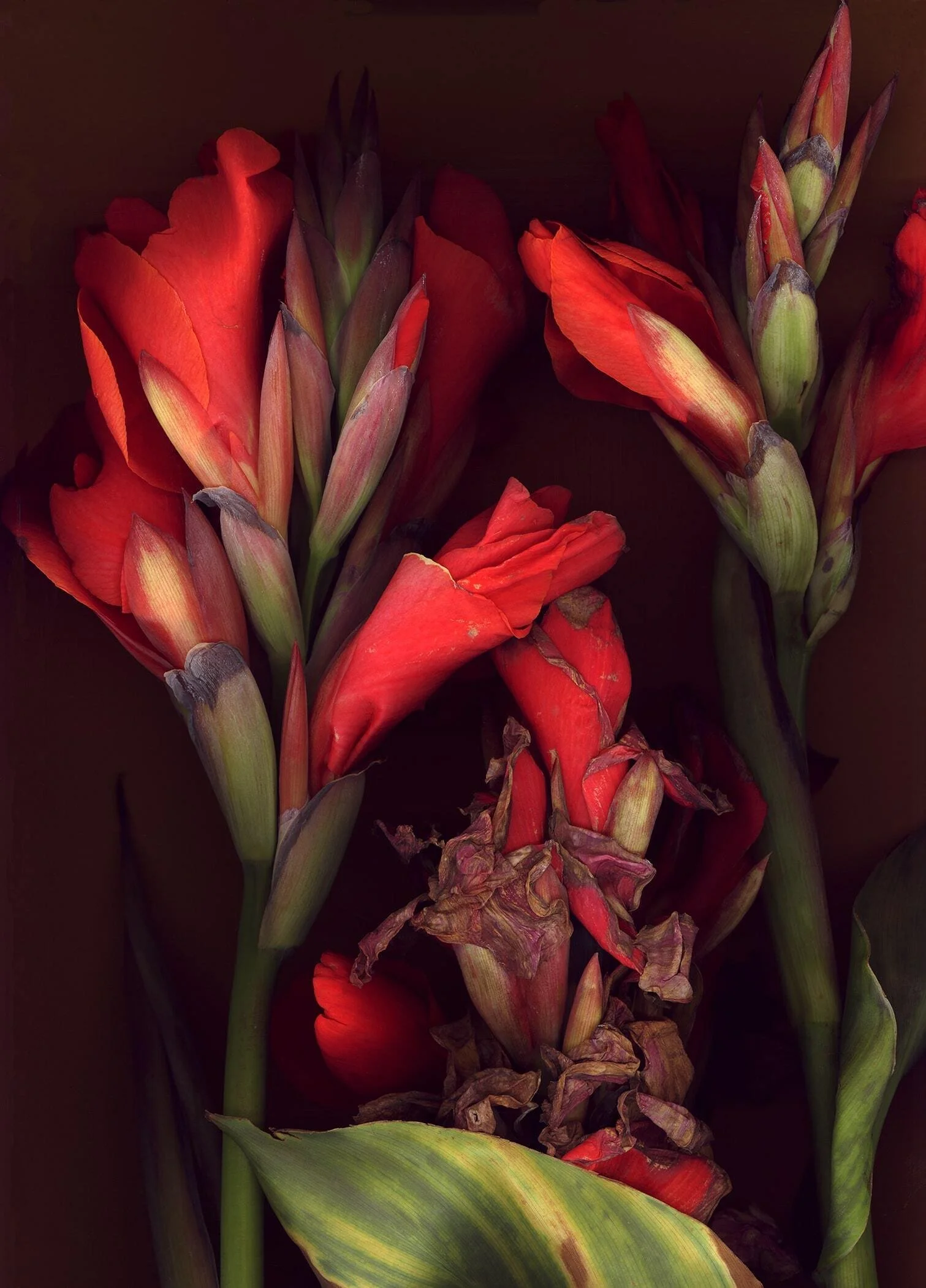 BruceFaymanGallery_Cannas-min.jpg