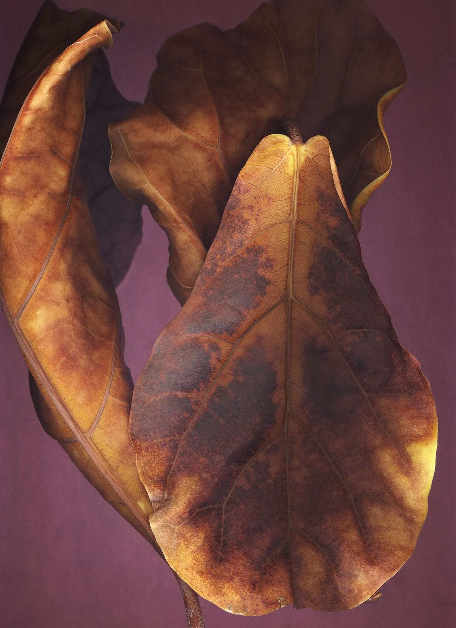 BruceFaymanGallery_Ficus_Benjamina_08-min.jpg