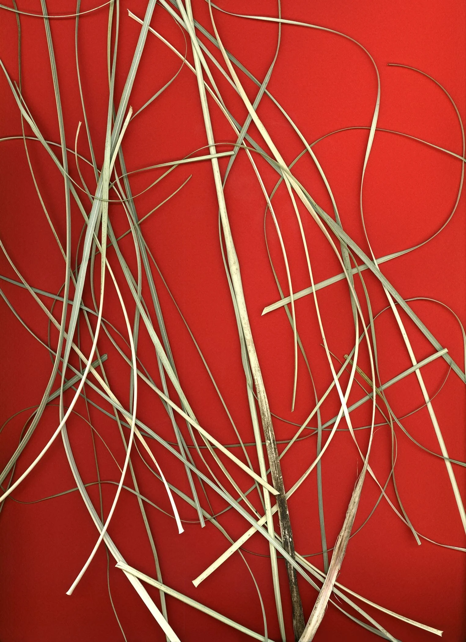 BruceFaymanGallery_Grass_2-min.jpg