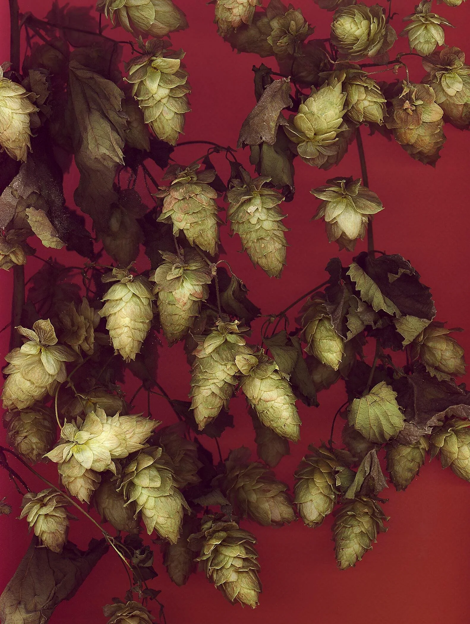 BruceFaymanGallery_Hops_08-min.jpg