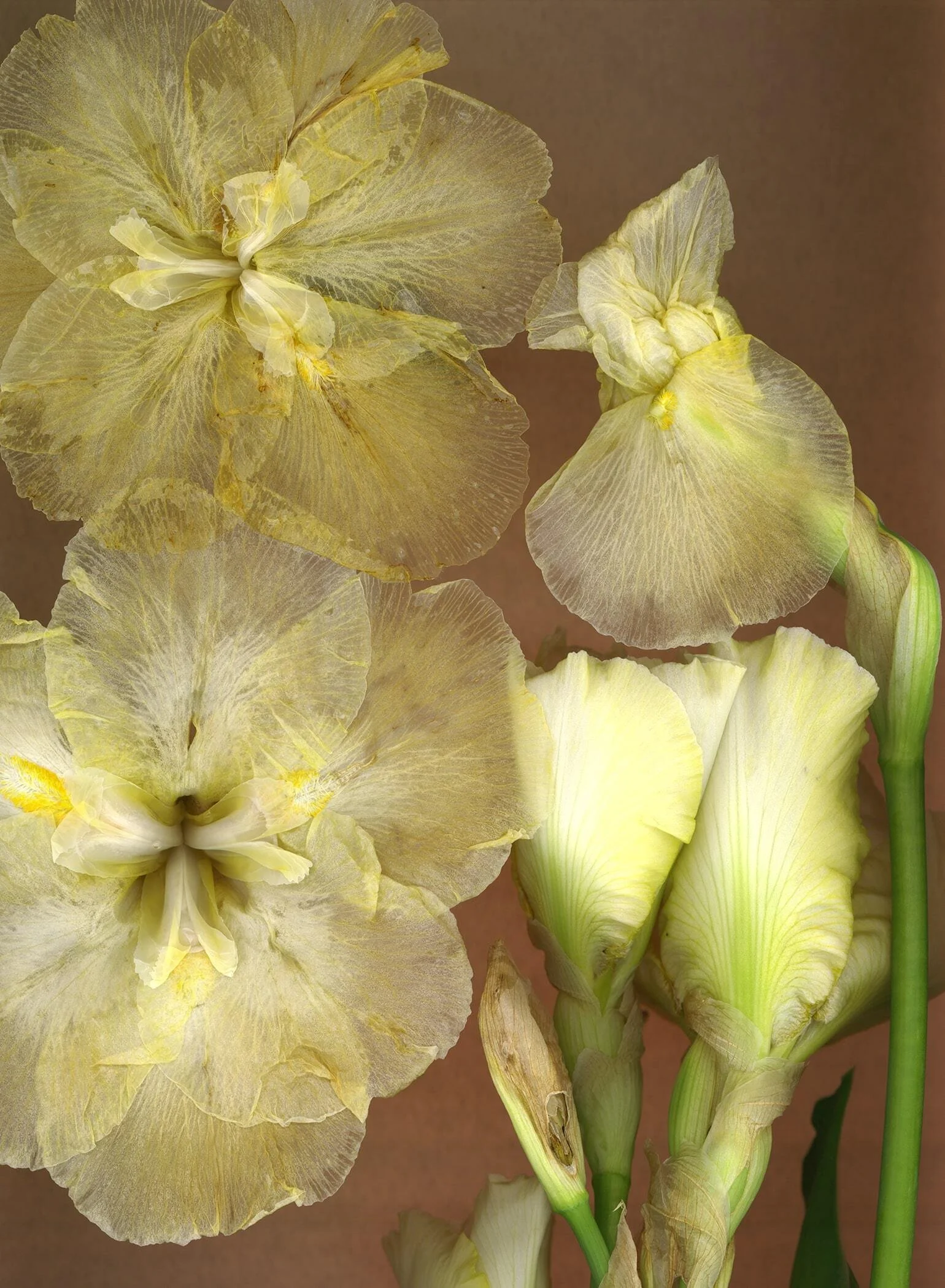 BruceFaymanGallery_Iris_8-min.jpg