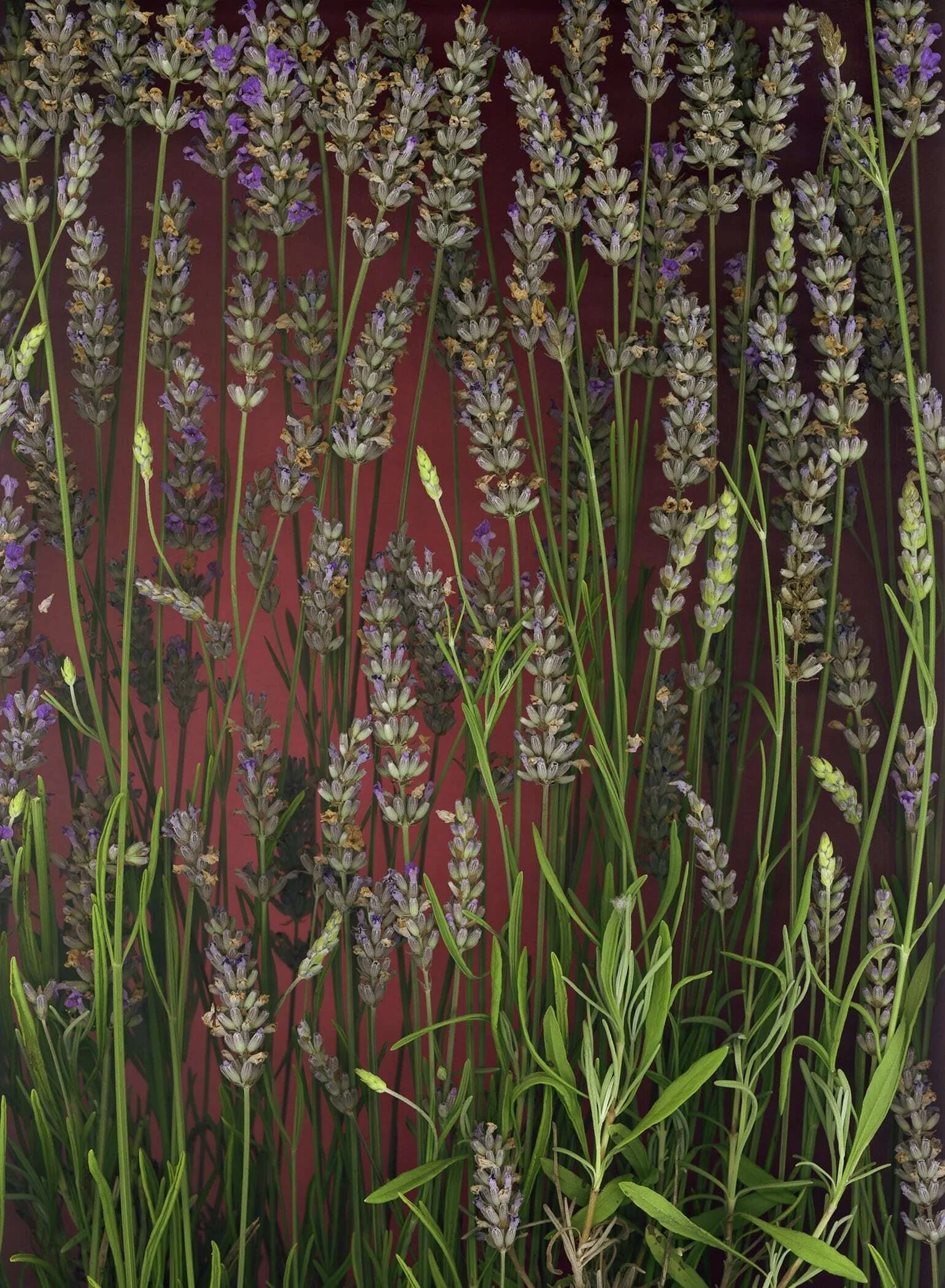 BruceFaymanGallery_Lavender_08-min.jpg