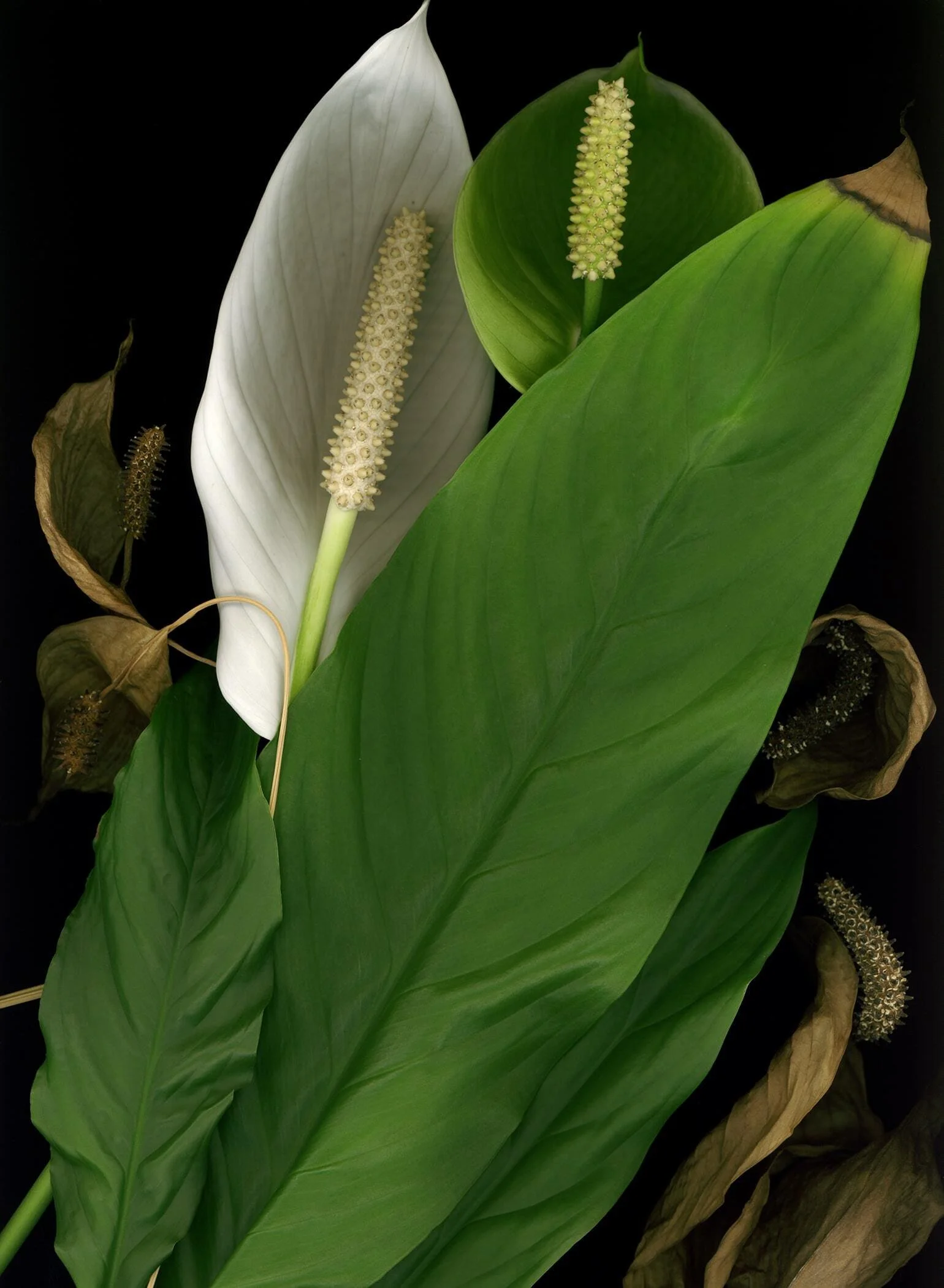 BruceFaymanGallery_Peace Lily_01-min.jpg
