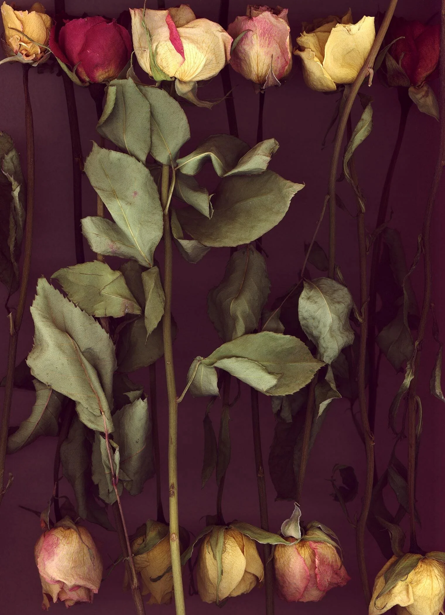 BruceFaymanGallery_Rose_wleaf_03_-min.jpg
