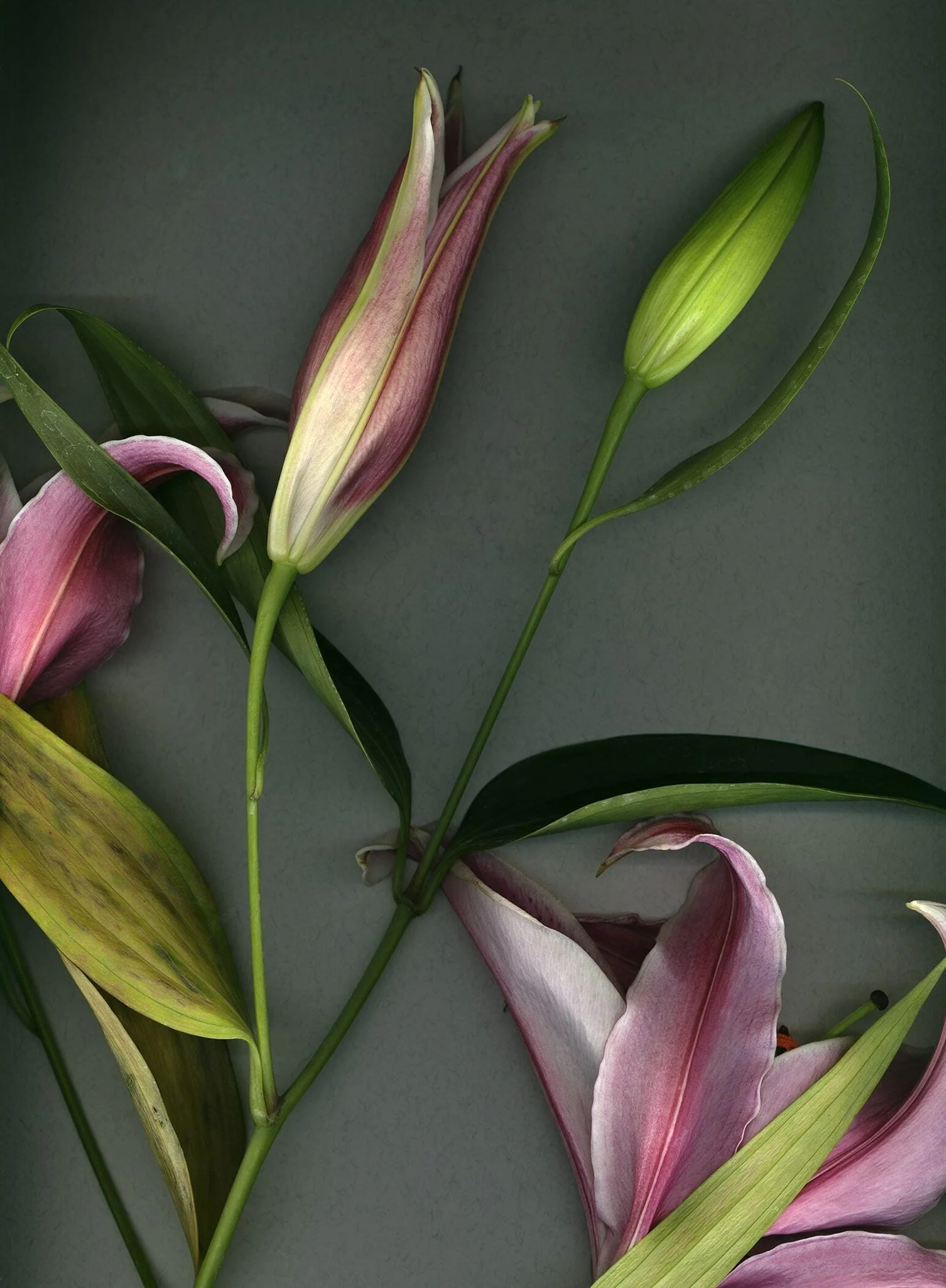 BruceFaymanGallery_Star Gaser Lily 2-min.jpg
