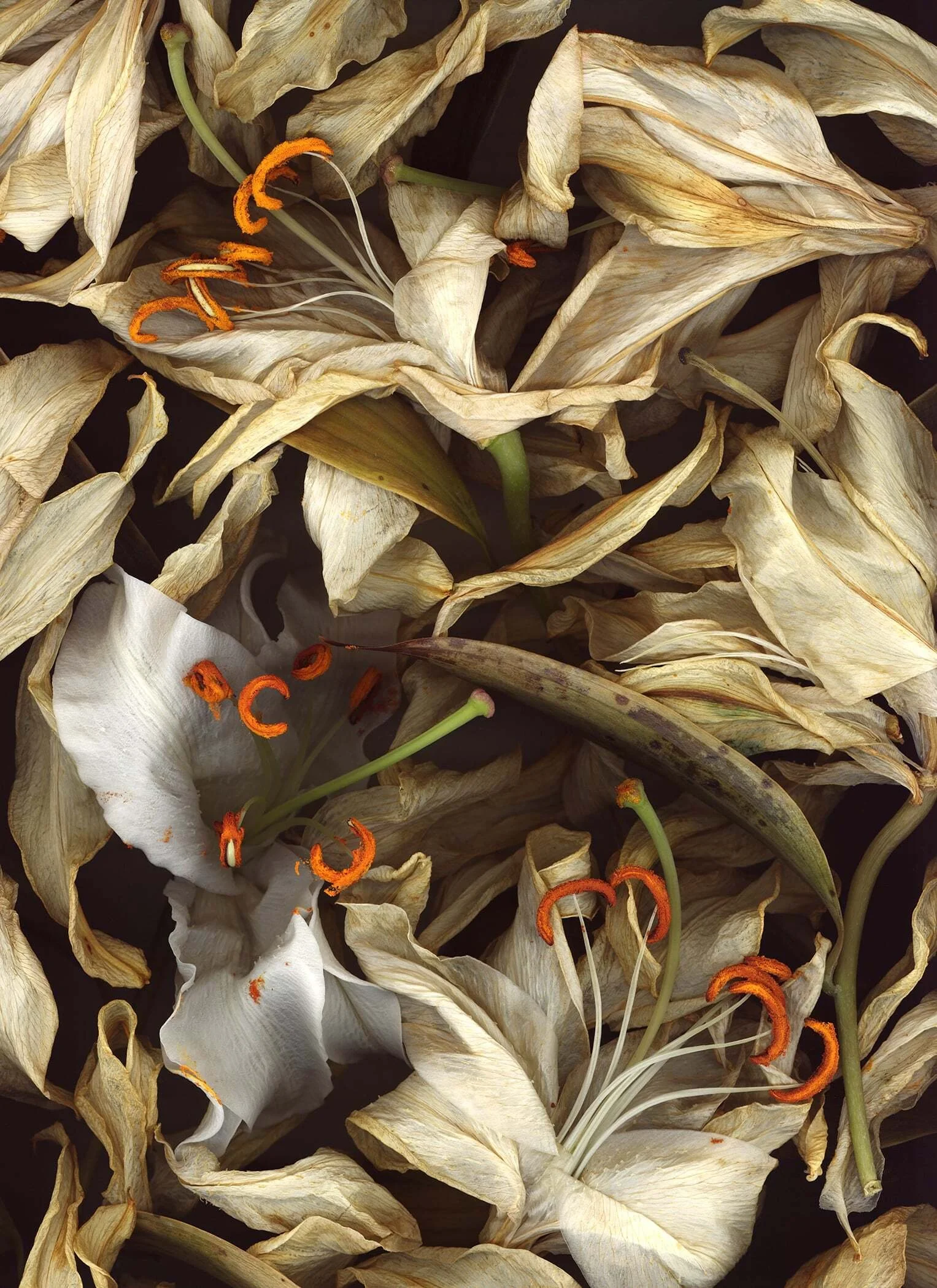 BruceFaymanGallery_Stargazer_Lily_white_03-min.jpg