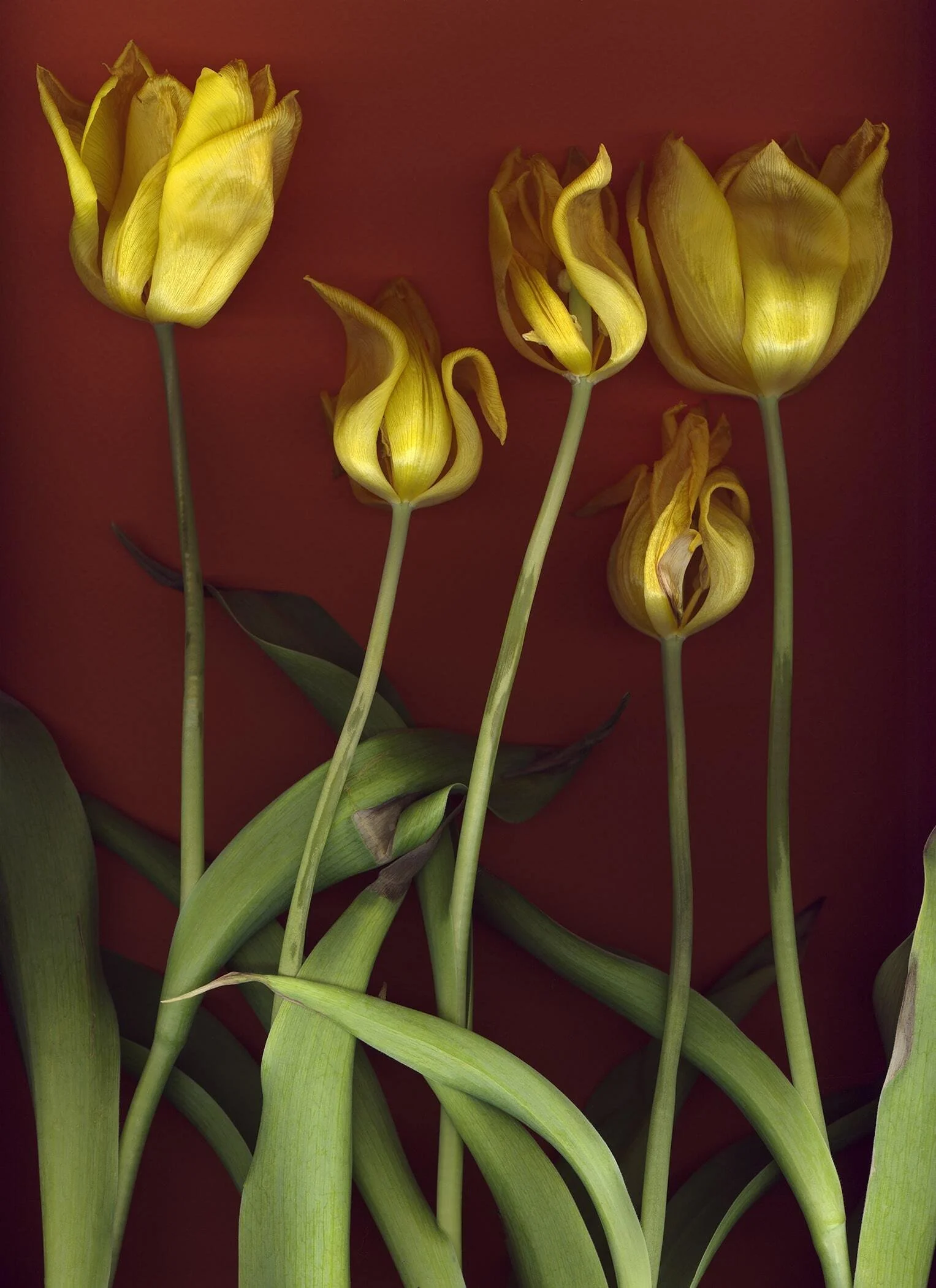 BruceFaymanGallery_Tulip_Yellow_03_-min.jpg