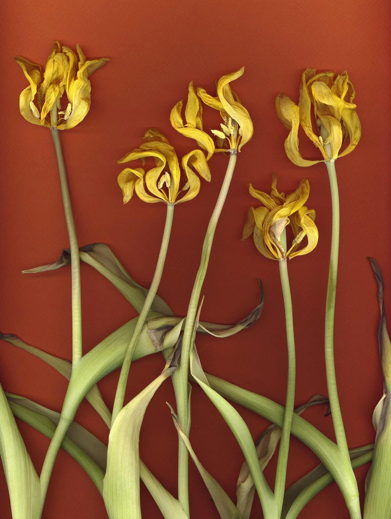 BruceFaymanGallery_Tulip_Yellow_14-min.jpg