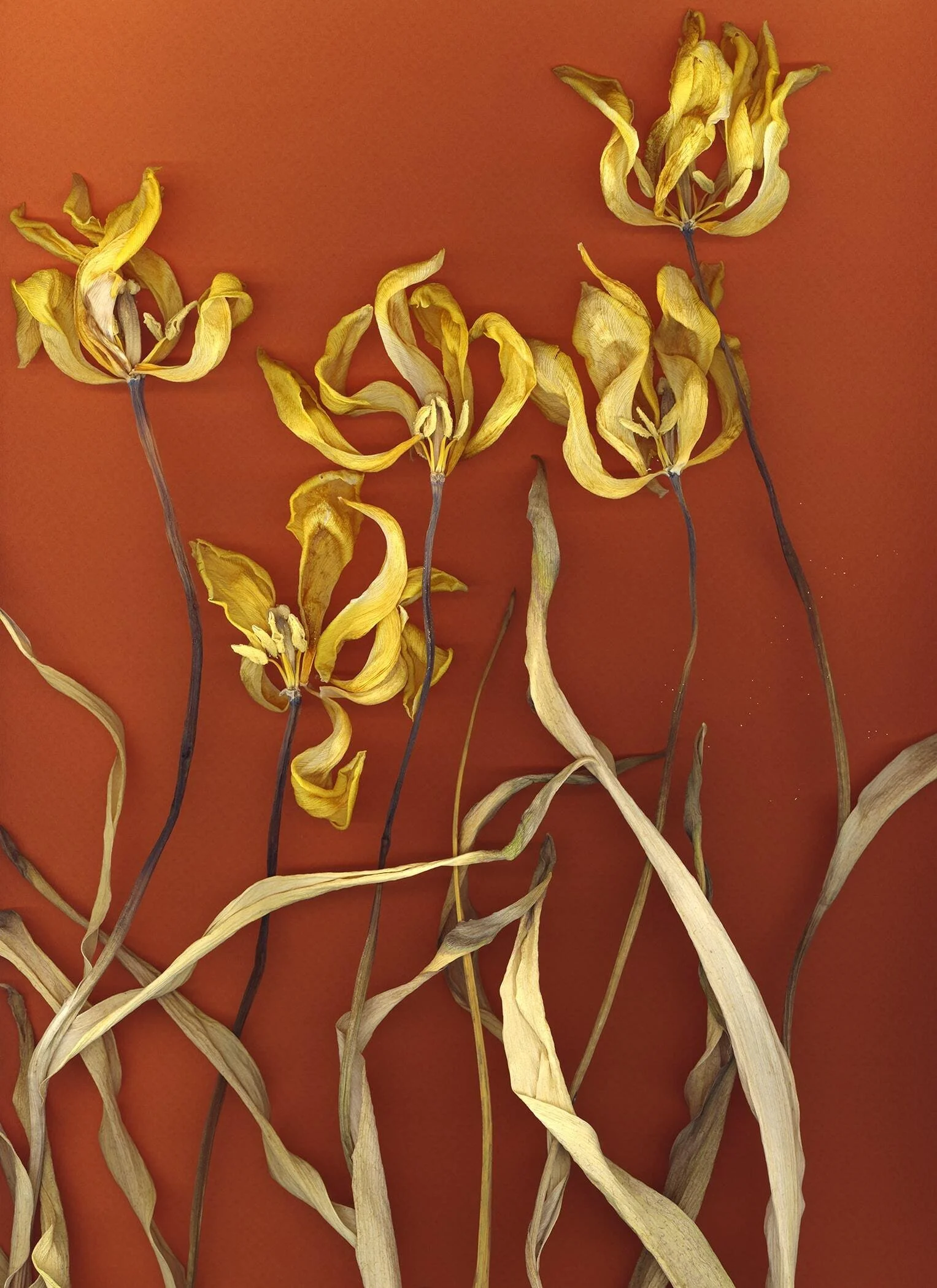 BruceFaymanGallery_Tulip_Yellow_20-min.jpg