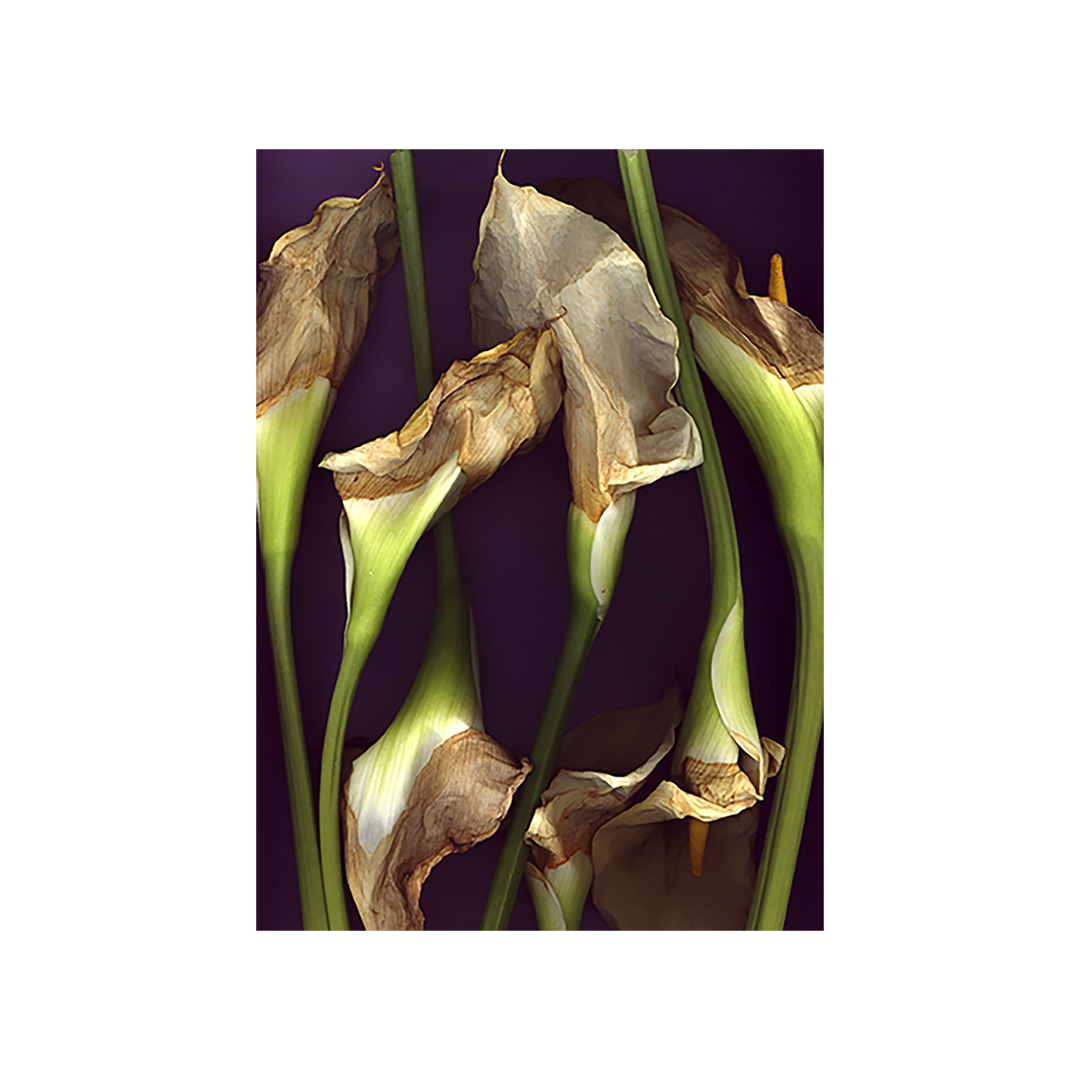 Cala Lily Arthur.png
