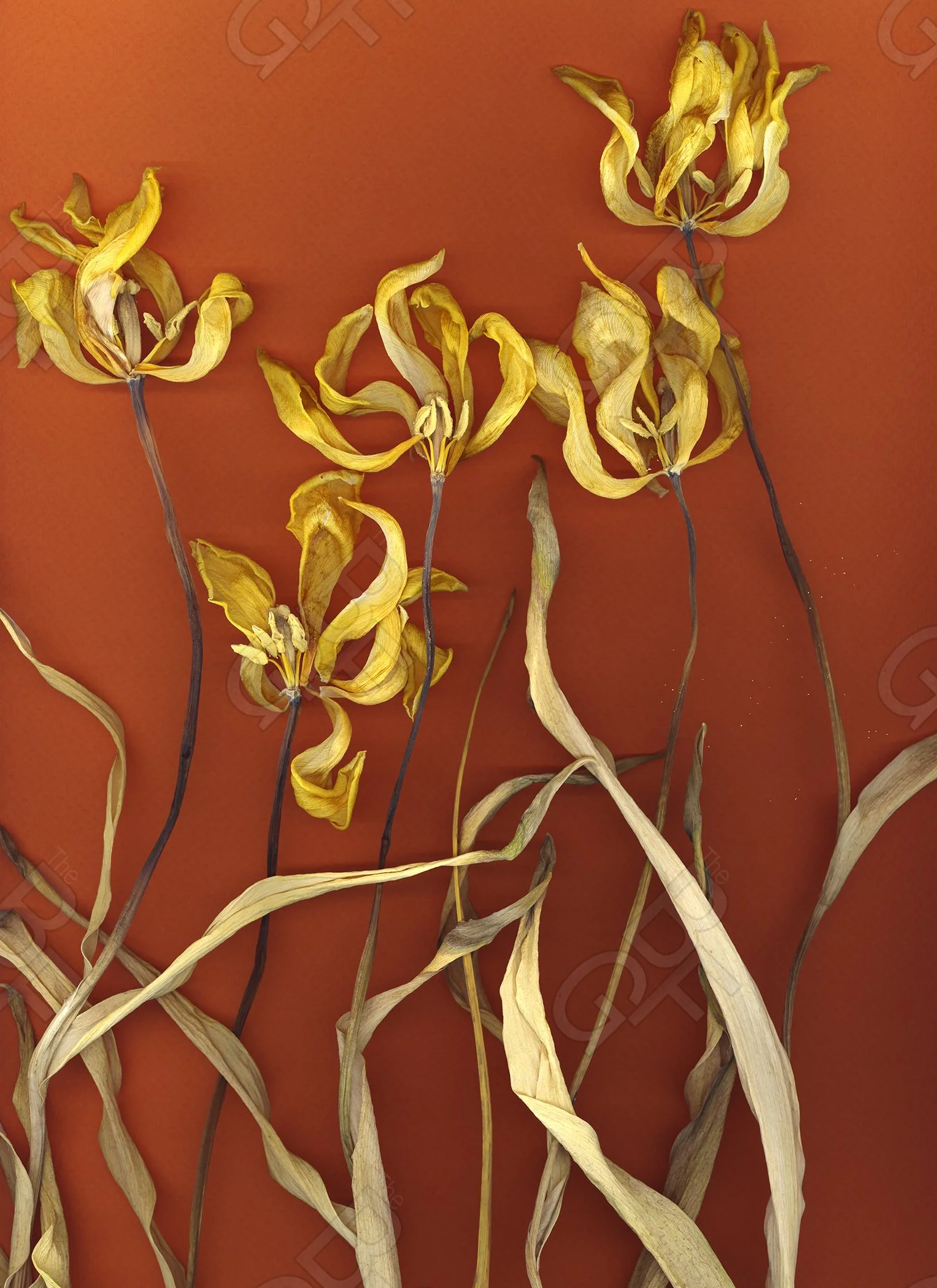 Tulip_Yellow_#20 wm.jpg