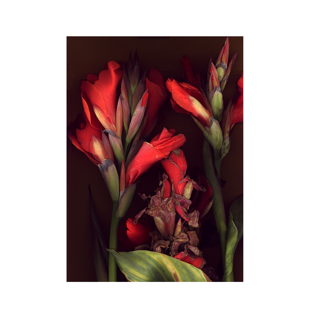 Cannas PNG Slide.png