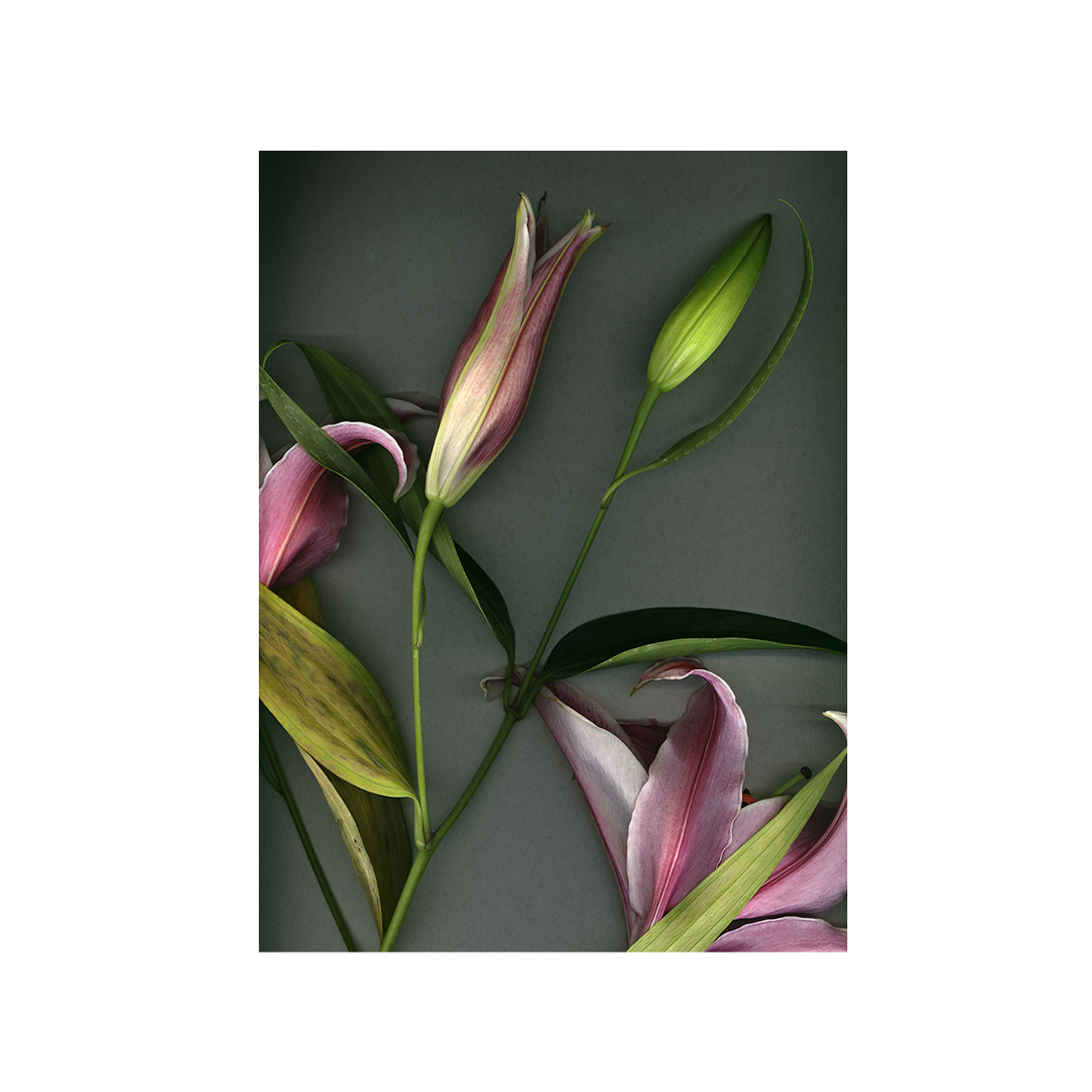 Stargazer Lily 2 PNG Slide.png