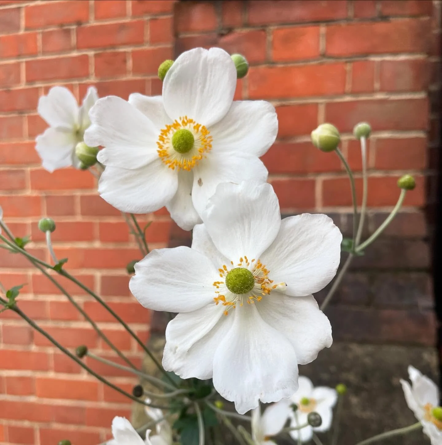 What is the evidence for the impact of gardens and gardening on health and well-being: a model to guide healthcare strategy decision making on the use of gardening approaches and social prescription