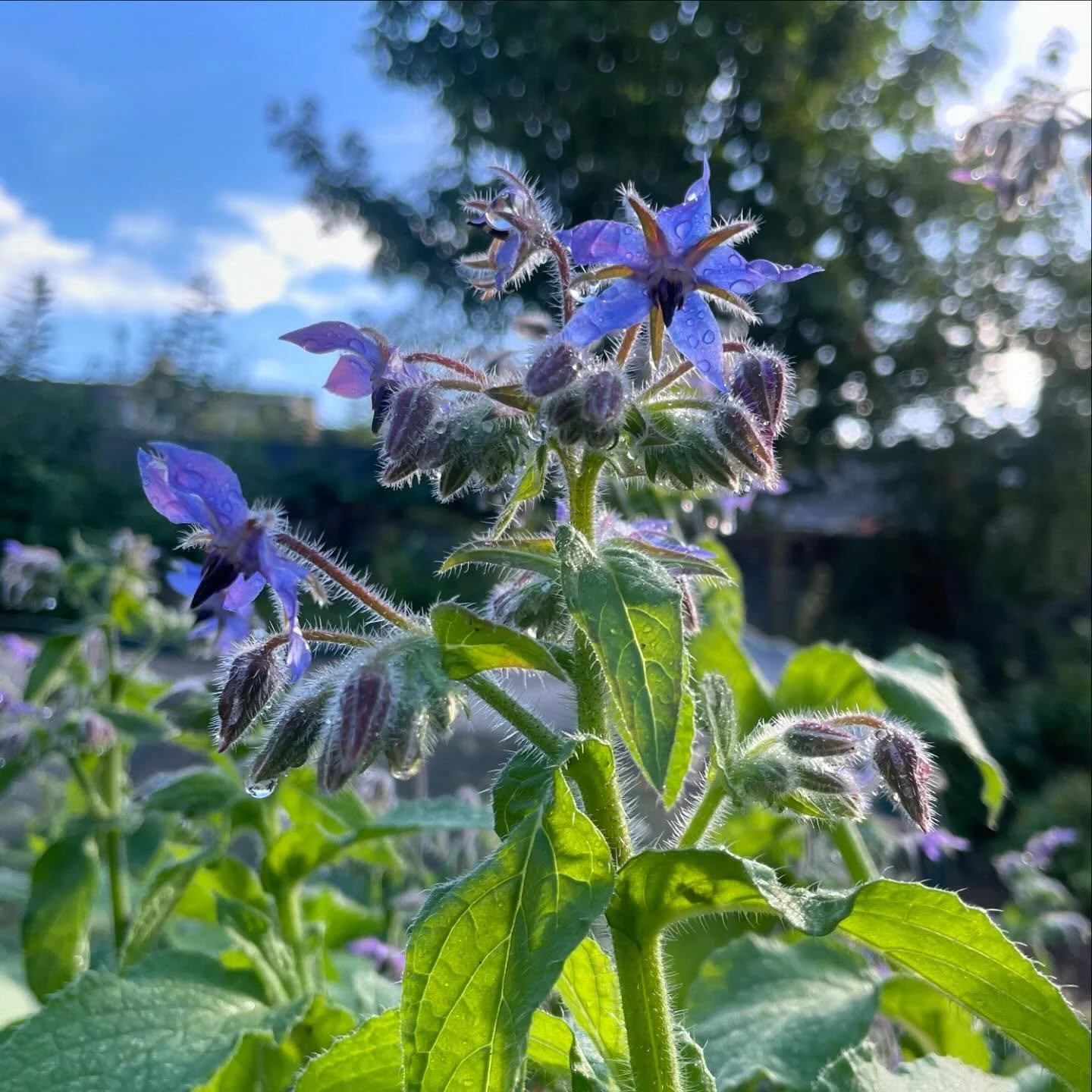 A qualitative study of the barriers to commissioning social and therapeutic horticulture in mental health care