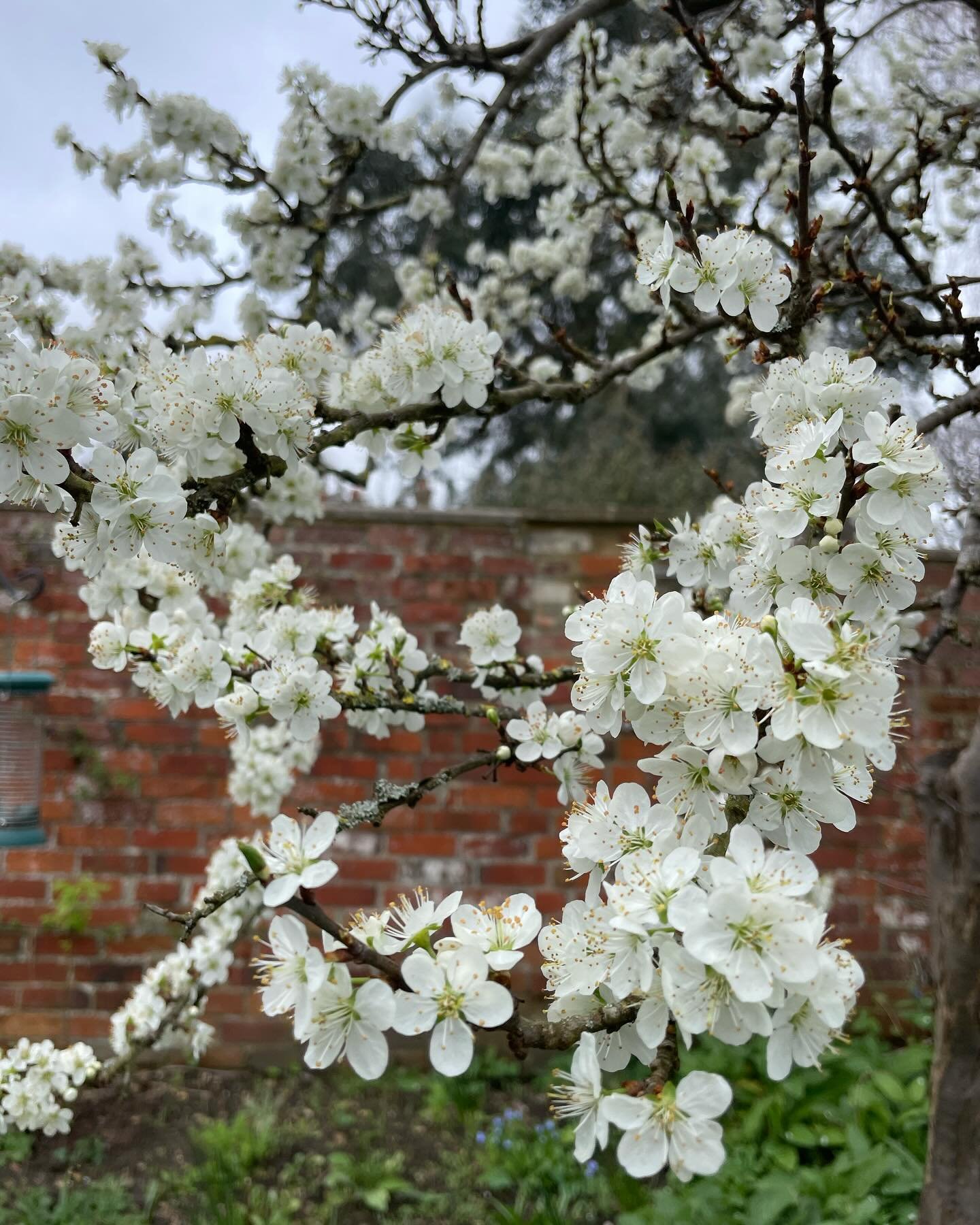A breath of fresh air: why Green Social Prescribing must be part of everyday healthcare
