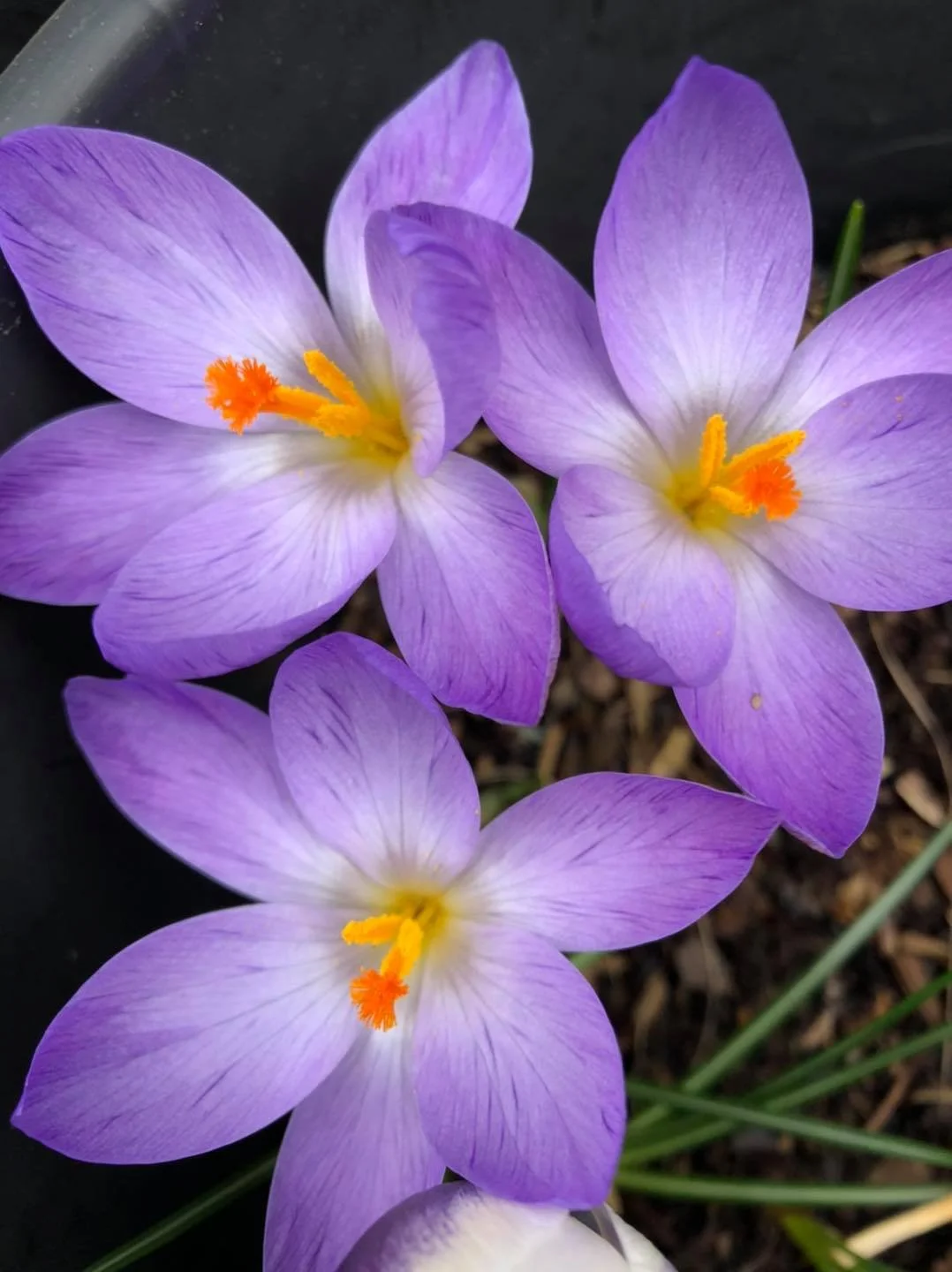 Recovering Nature for Growth, Health and Security - Natural England’s Strategy, published 6 November 2025