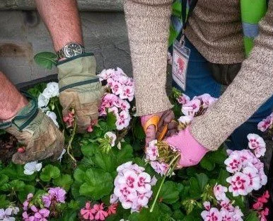 Set up a community garden - advice from the Royal Horticultural Society