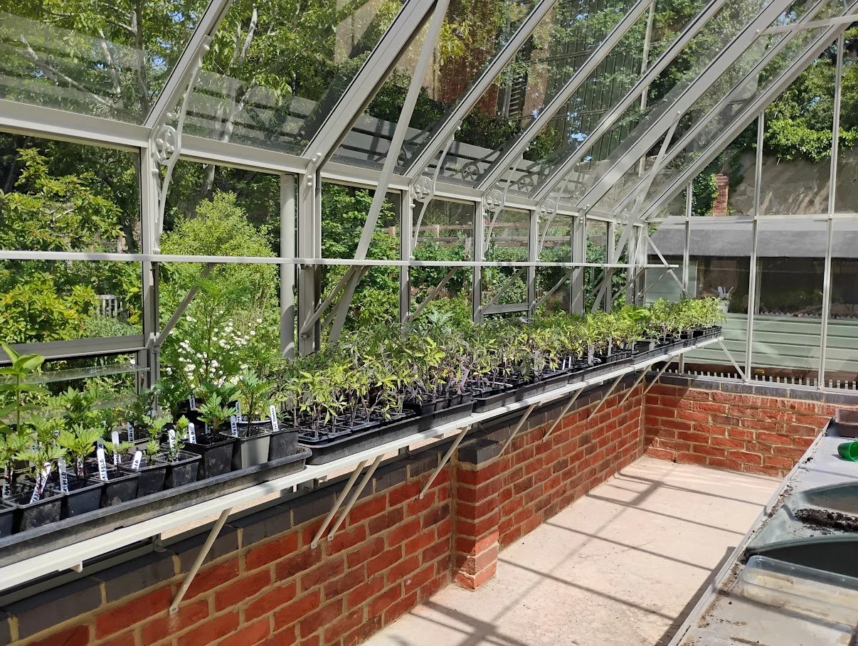 shelf with plants in pots in greenhouse