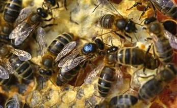 bees on honey comb