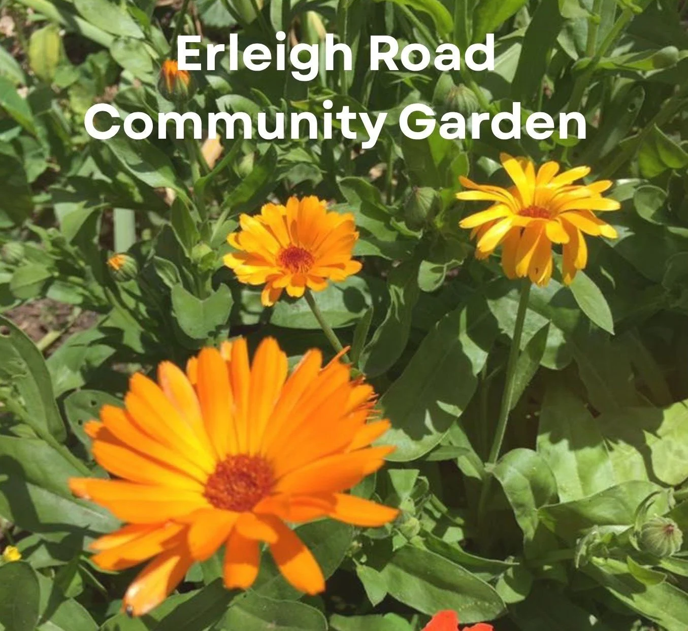 Three orange marigold flowers