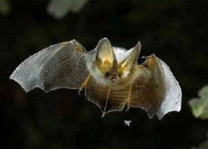 bat flying at night