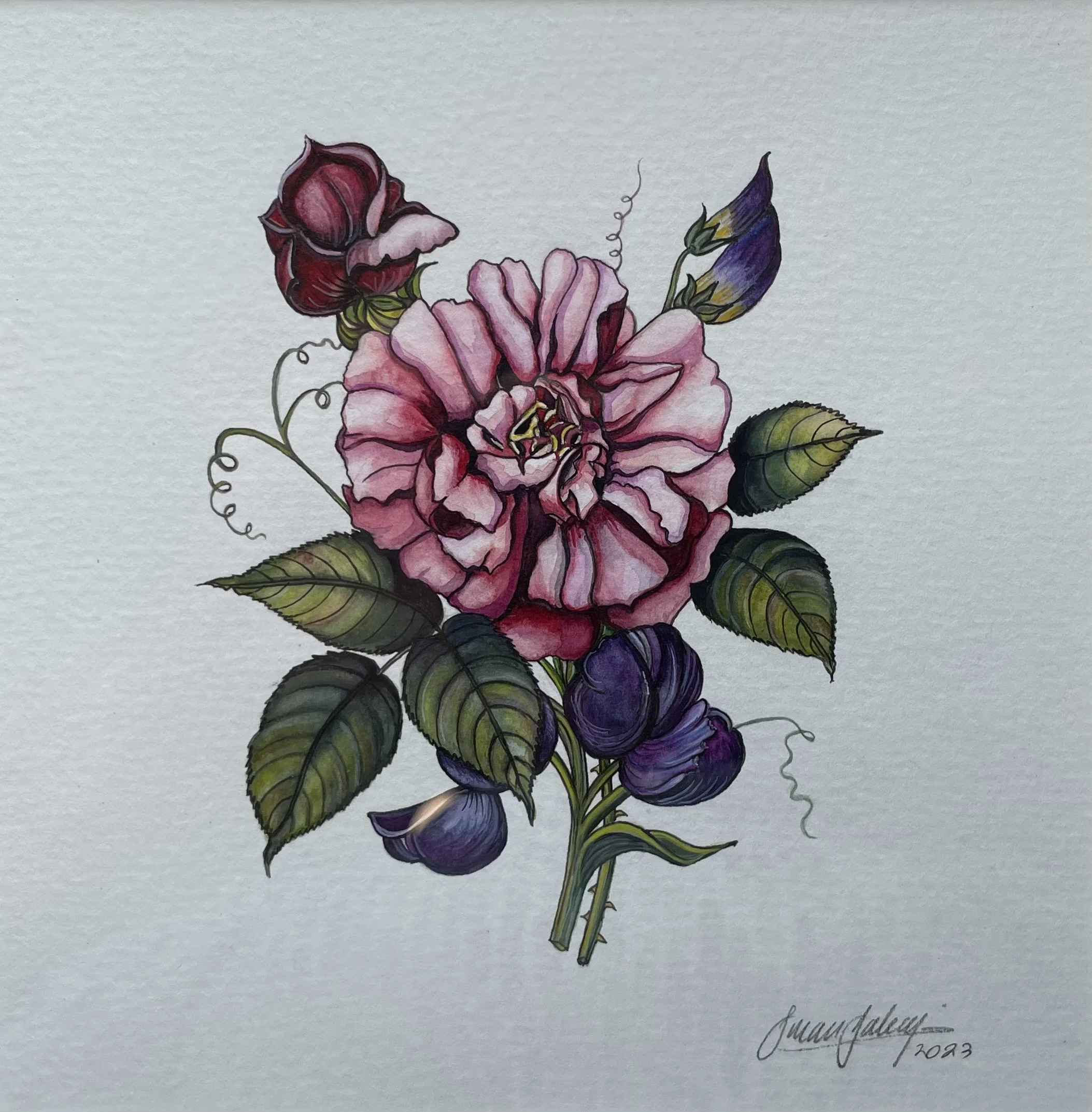 Watercolour paintings