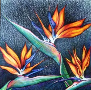 Jinan Jabagi Birds of Paradise_300.jpg