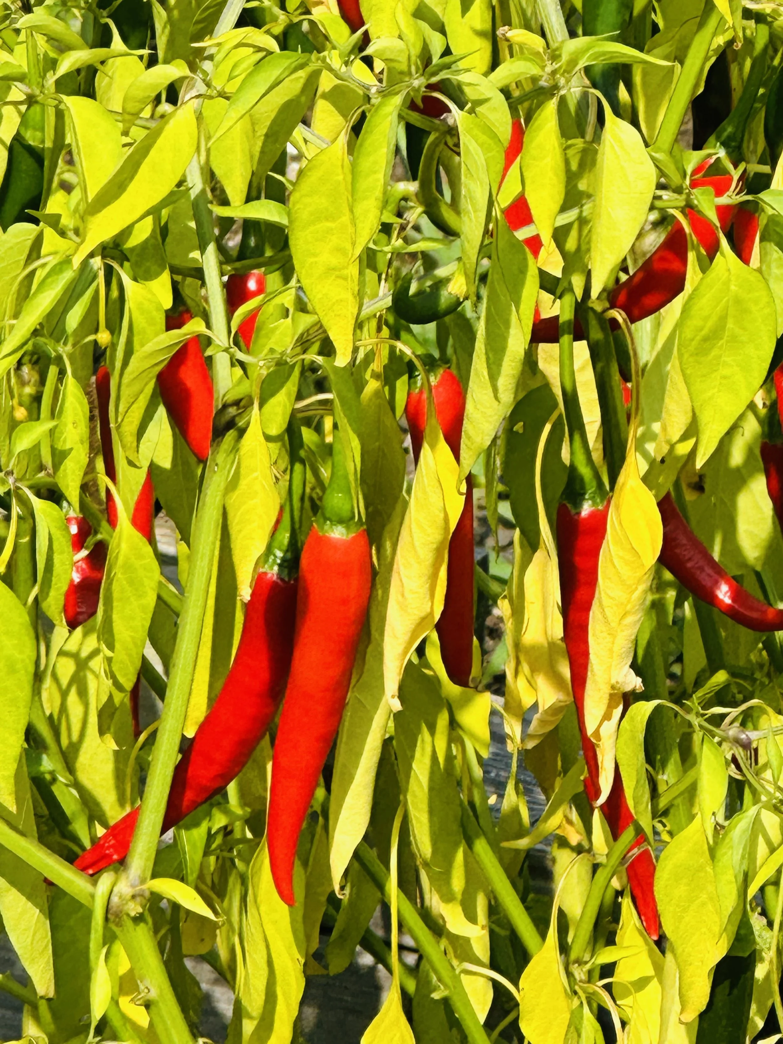 Cayenne (Organic)